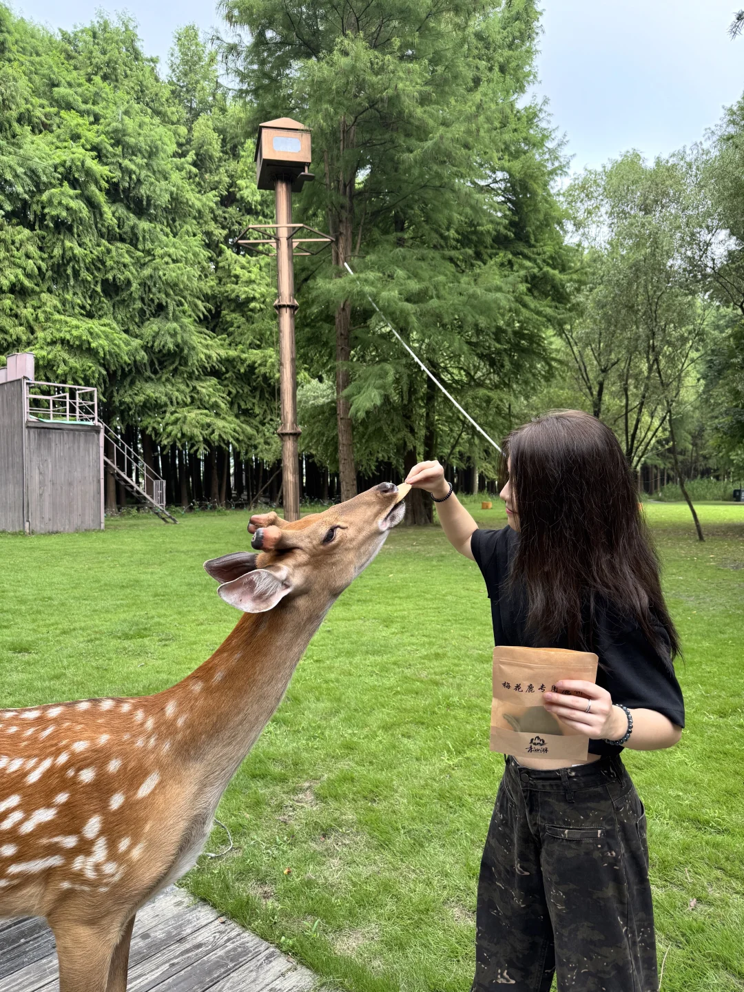 📍杭州｜去青山湖水上森林里喂鹿🦌
