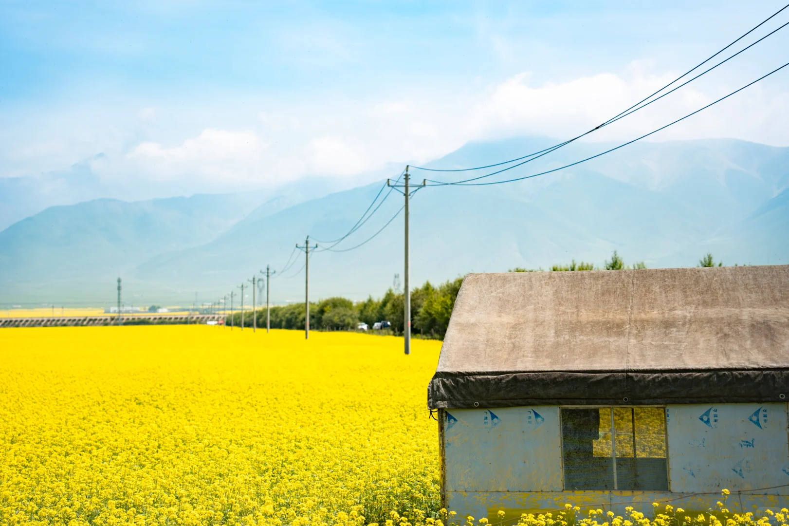 7月份最适合去的小众城市--门源🌼