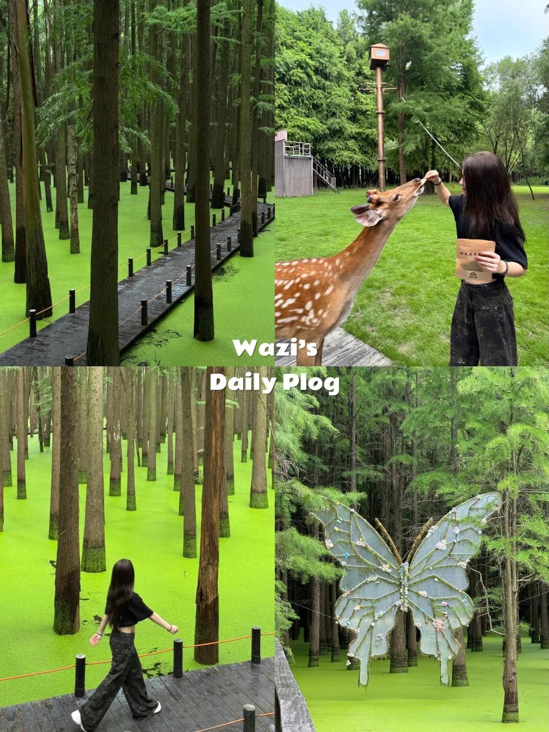 📍杭州｜去青山湖水上森林里喂鹿🦌