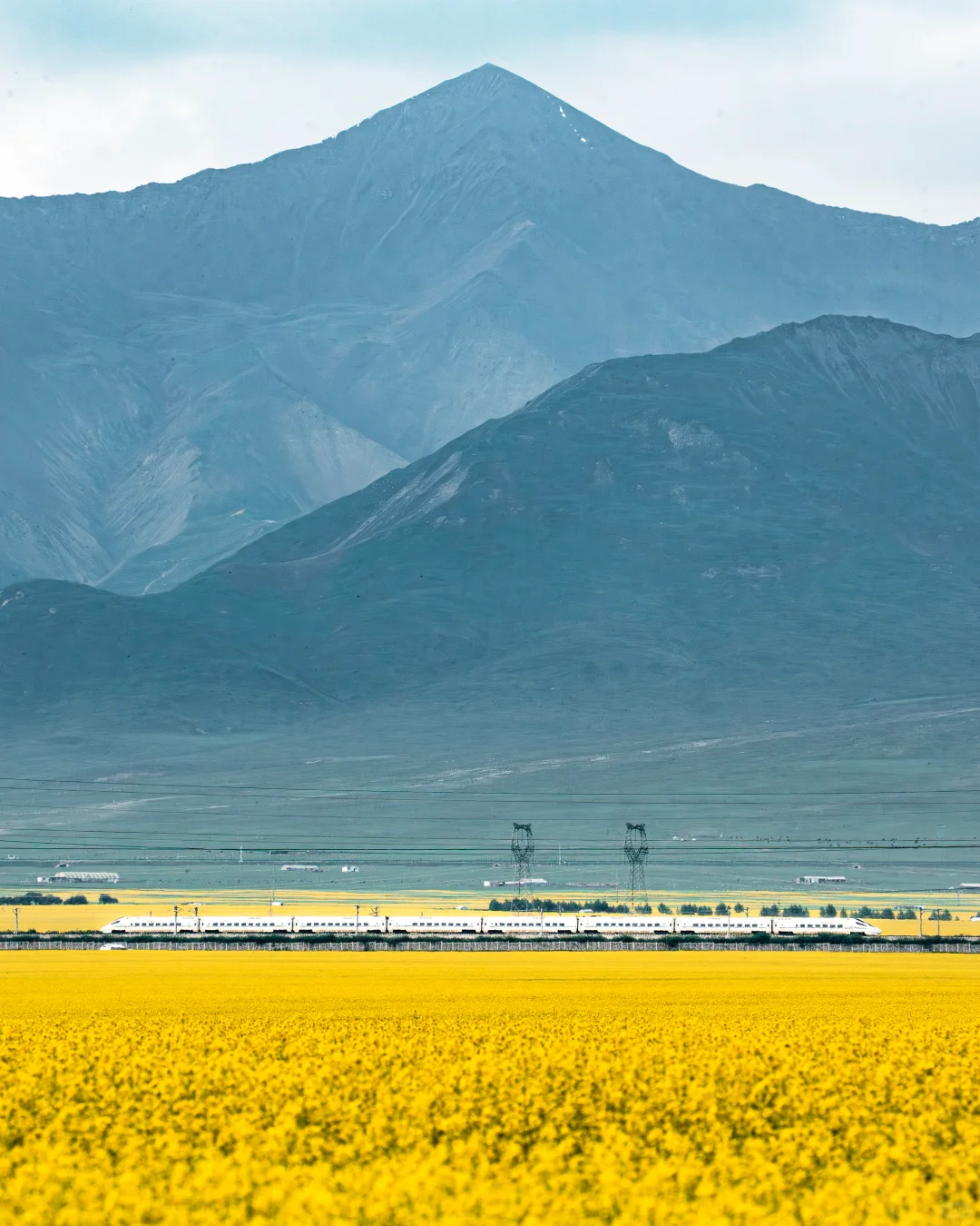 7月份最适合去的小众城市--门源🌼