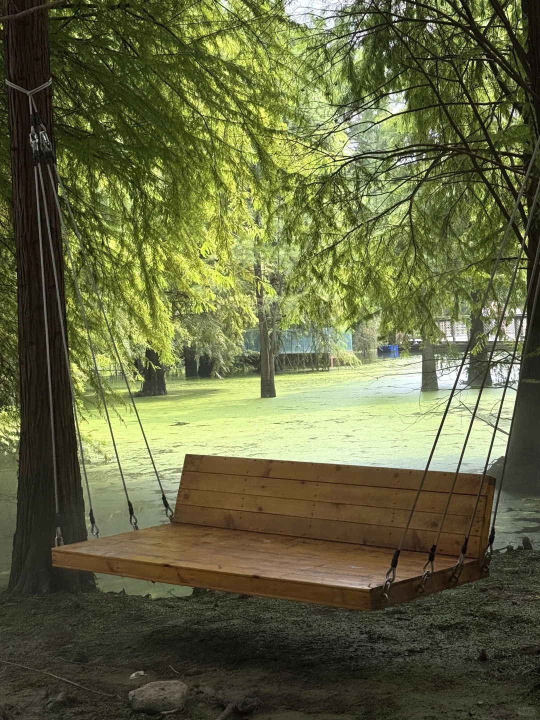 📍杭州｜去青山湖水上森林里喂鹿🦌