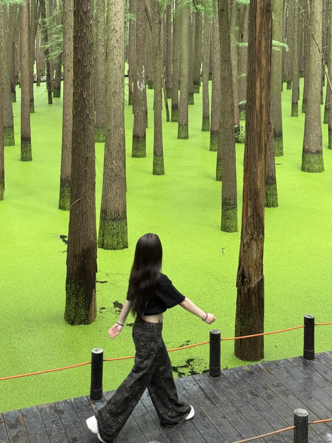 📍杭州｜去青山湖水上森林里喂鹿🦌