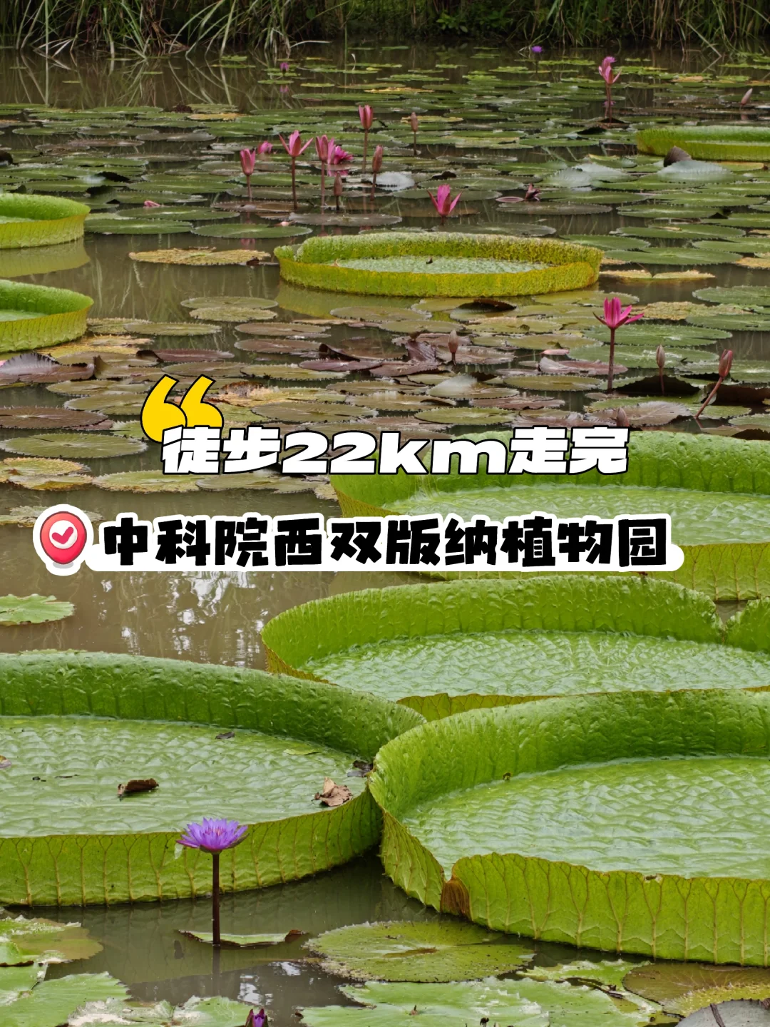 22km用脚丈量西双版纳热带植物园