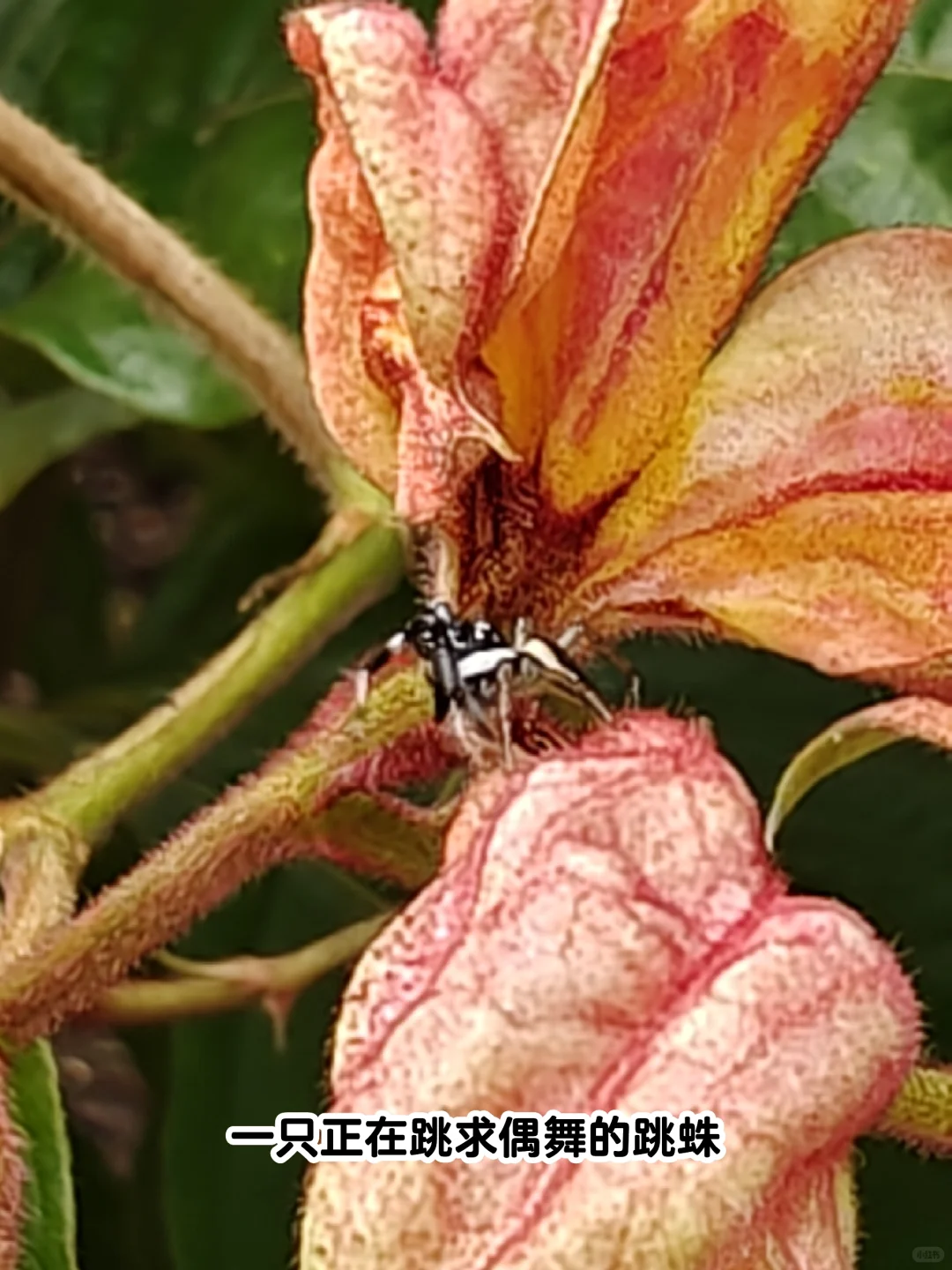 22km用脚丈量西双版纳热带植物园