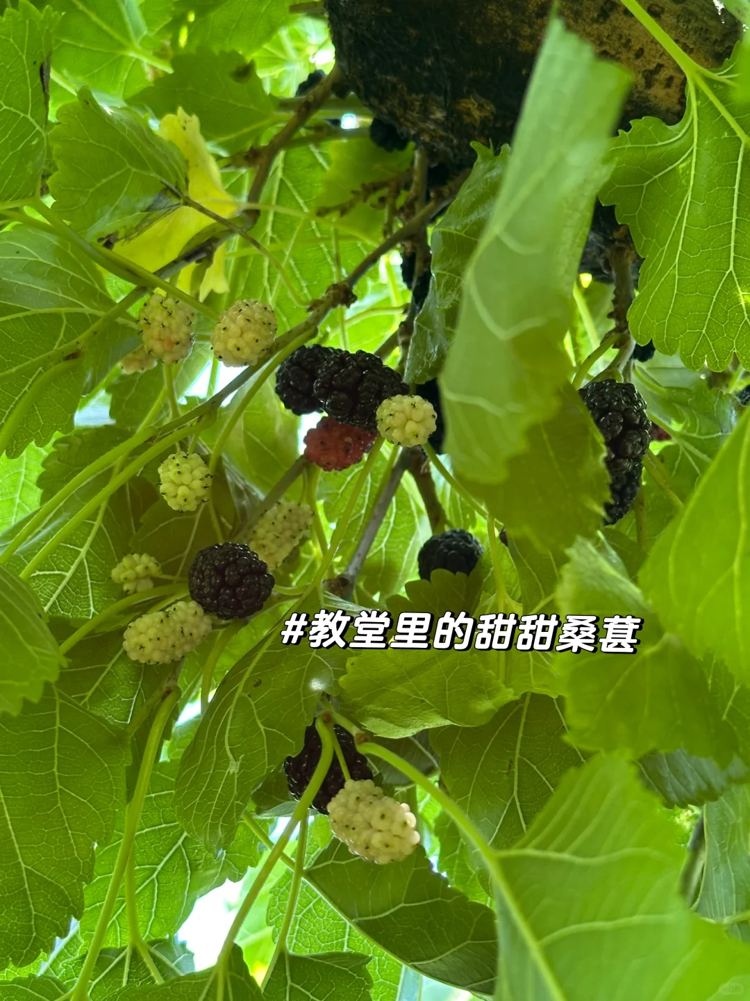 梦游40国｜格鲁吉亚篇🇬🇪（一）