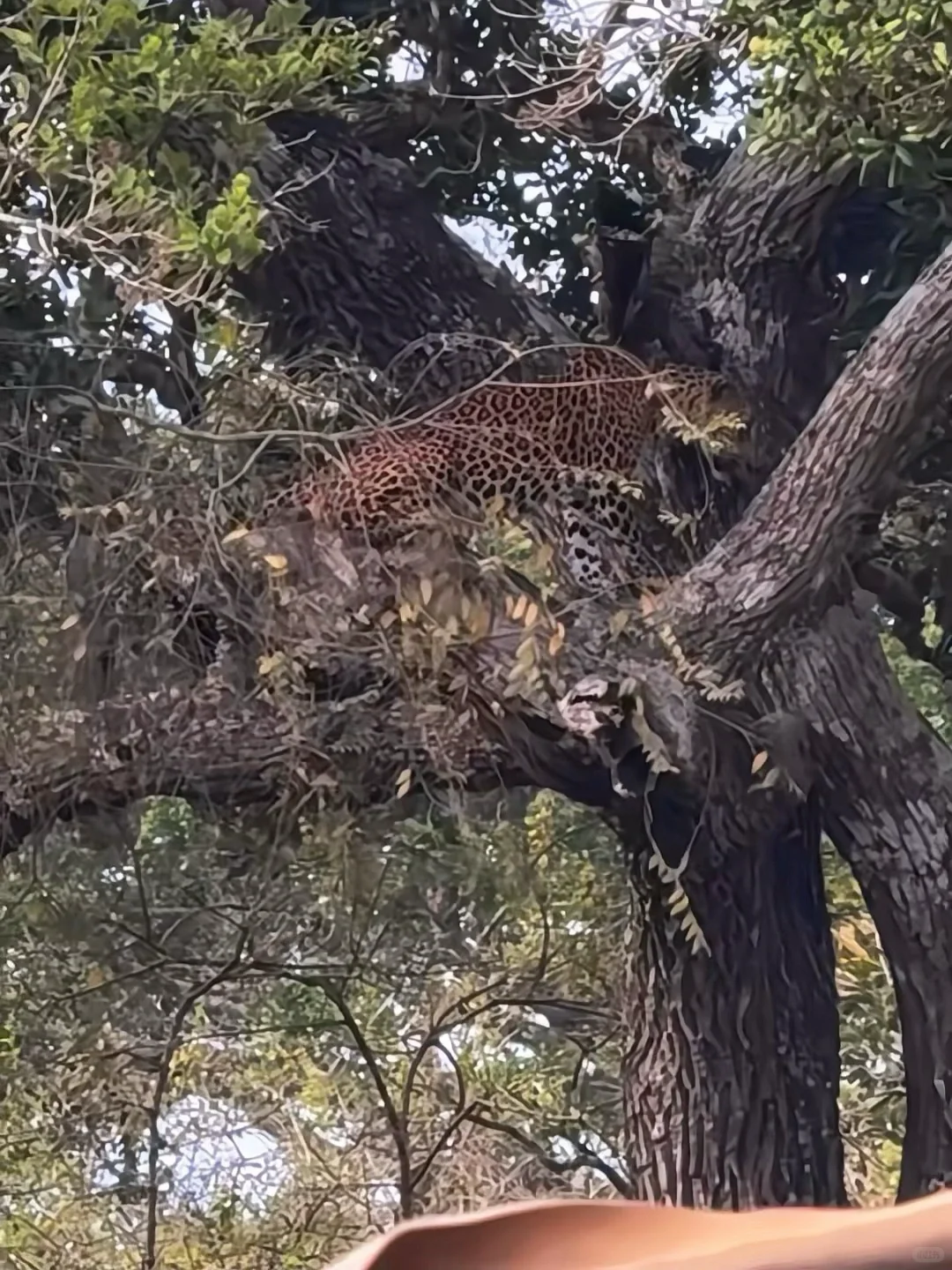 斯里兰卡🇱🇰yala国家动物园