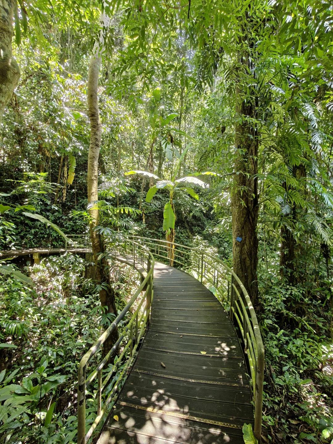 22km用脚丈量西双版纳热带植物园