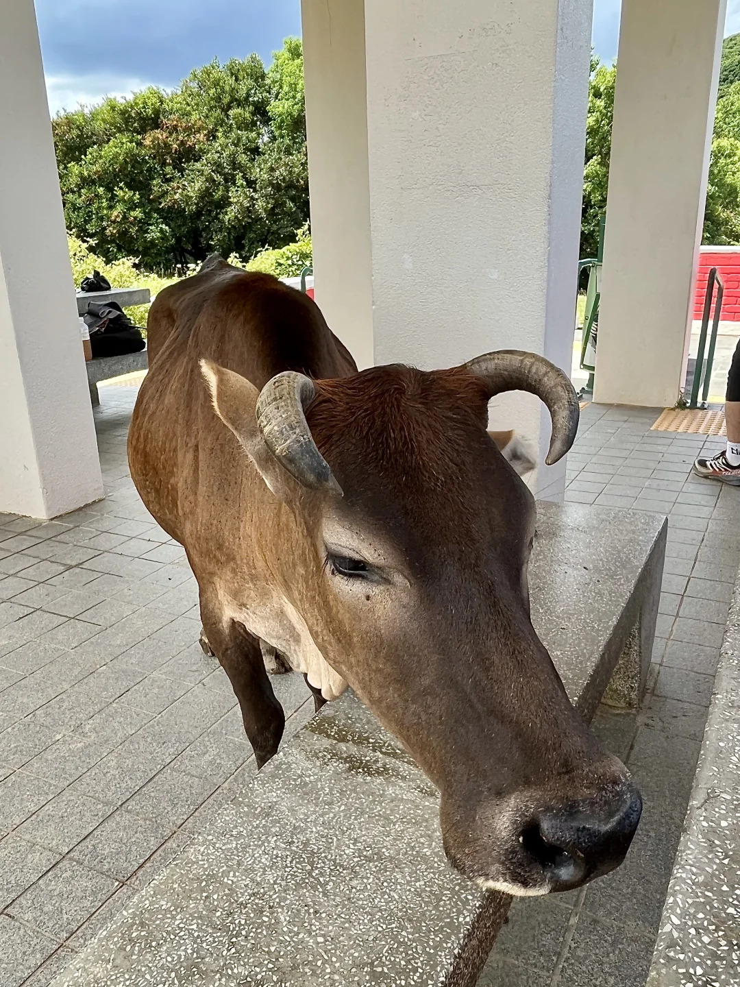 来香港别挤坚尼地了！！花20💰直达小新西兰！！