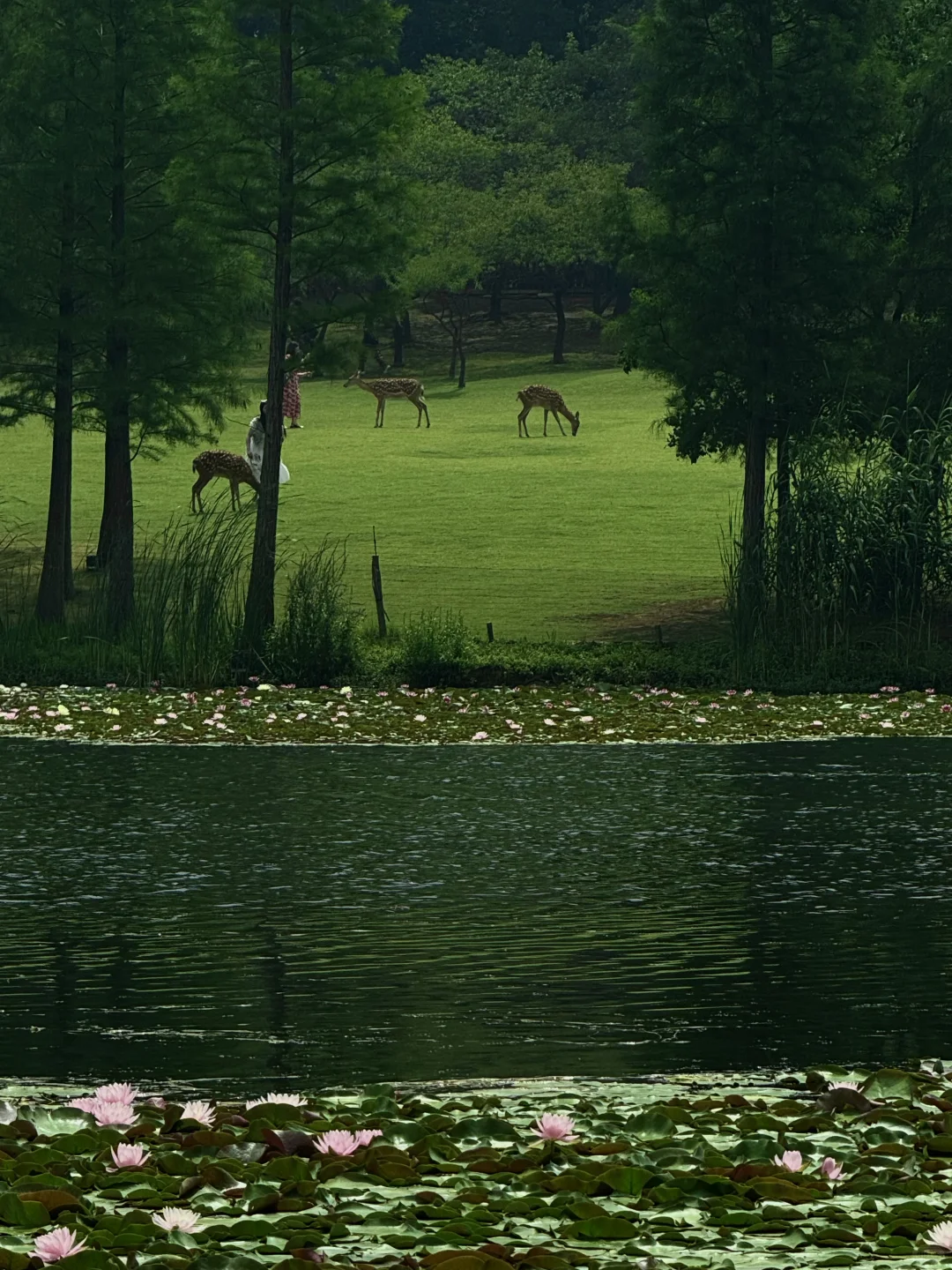 南京是个巨大的绿色能量场🍃