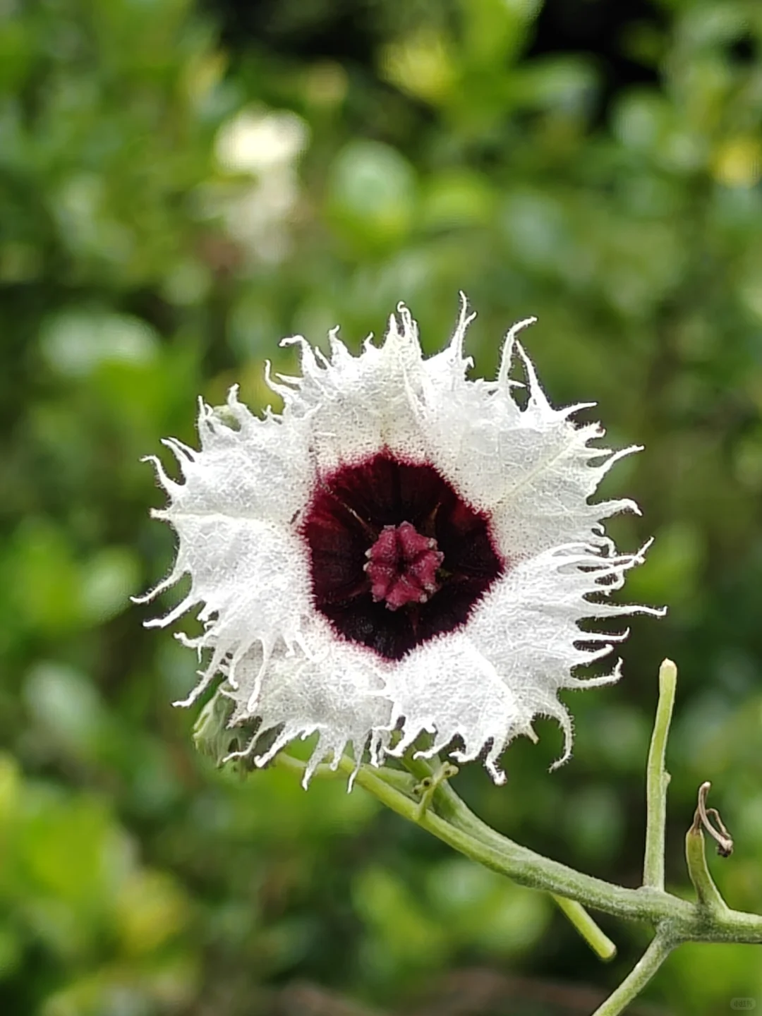 22km用脚丈量西双版纳热带植物园