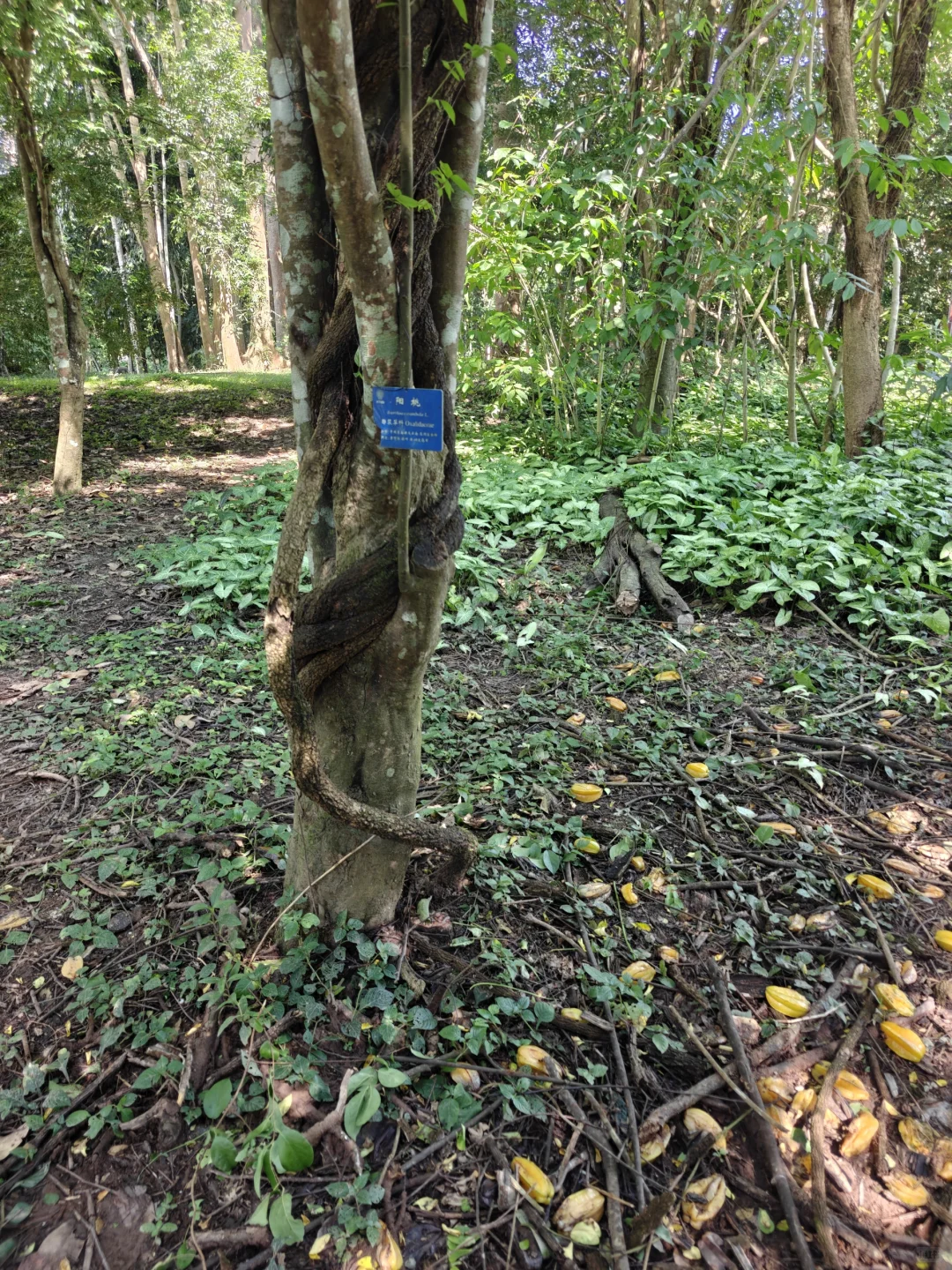 22km用脚丈量西双版纳热带植物园