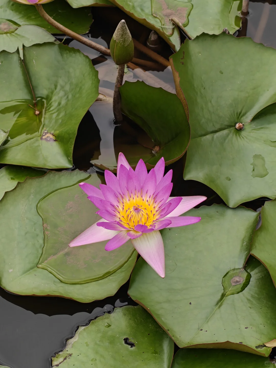 22km用脚丈量西双版纳热带植物园