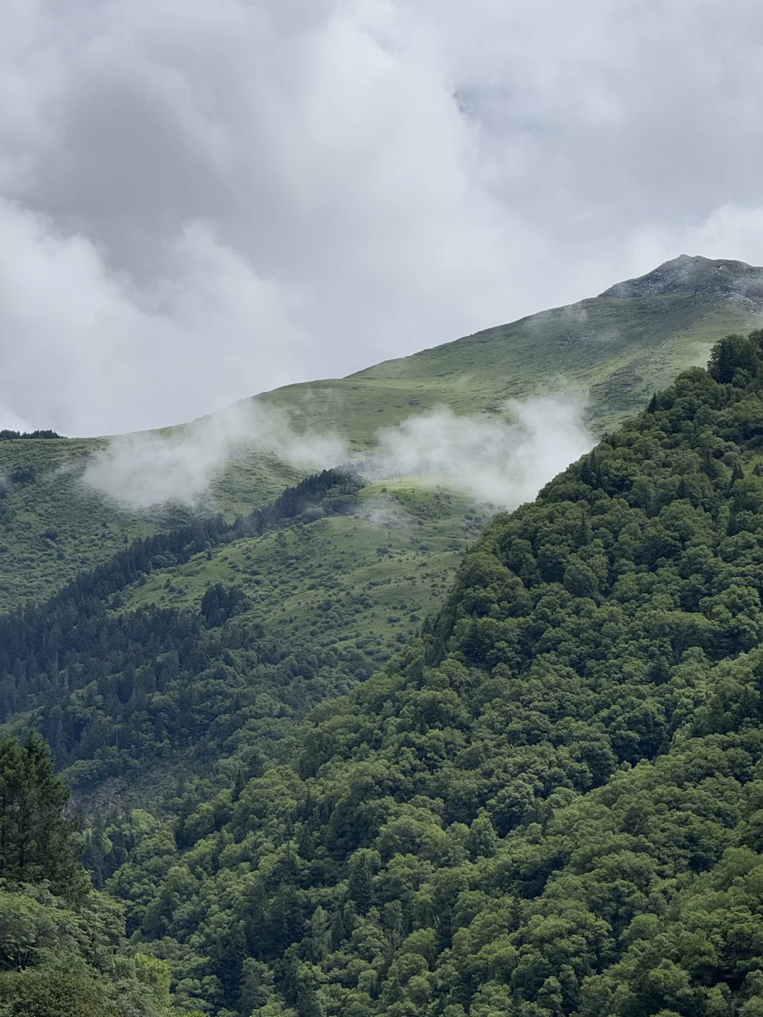 茂县 | | 叠溪松坪沟