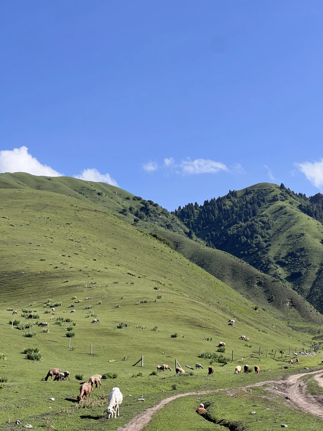 6月24日 那拉提 ~ 新疆游