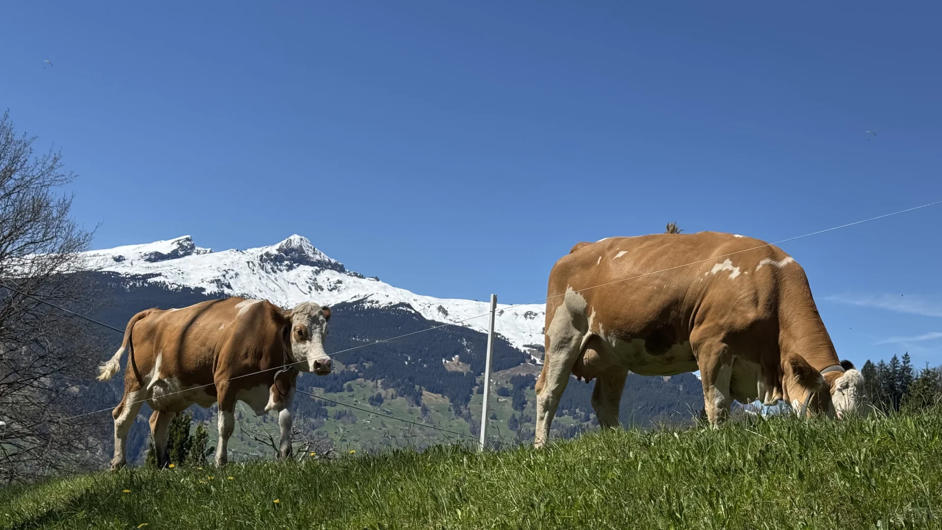 法意瑞第2站🇨🇭真的不后悔来瑞士！！