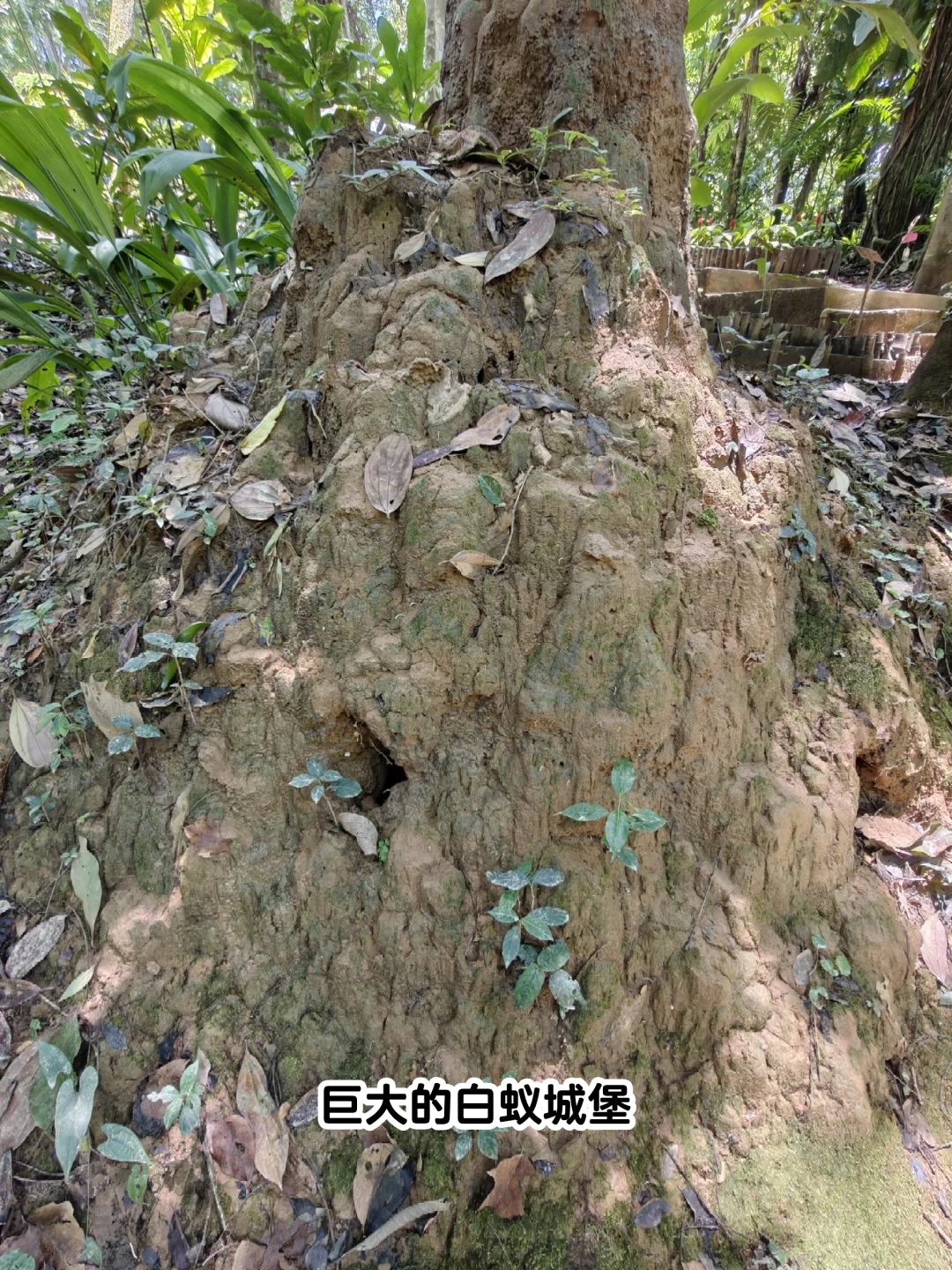 22km用脚丈量西双版纳热带植物园