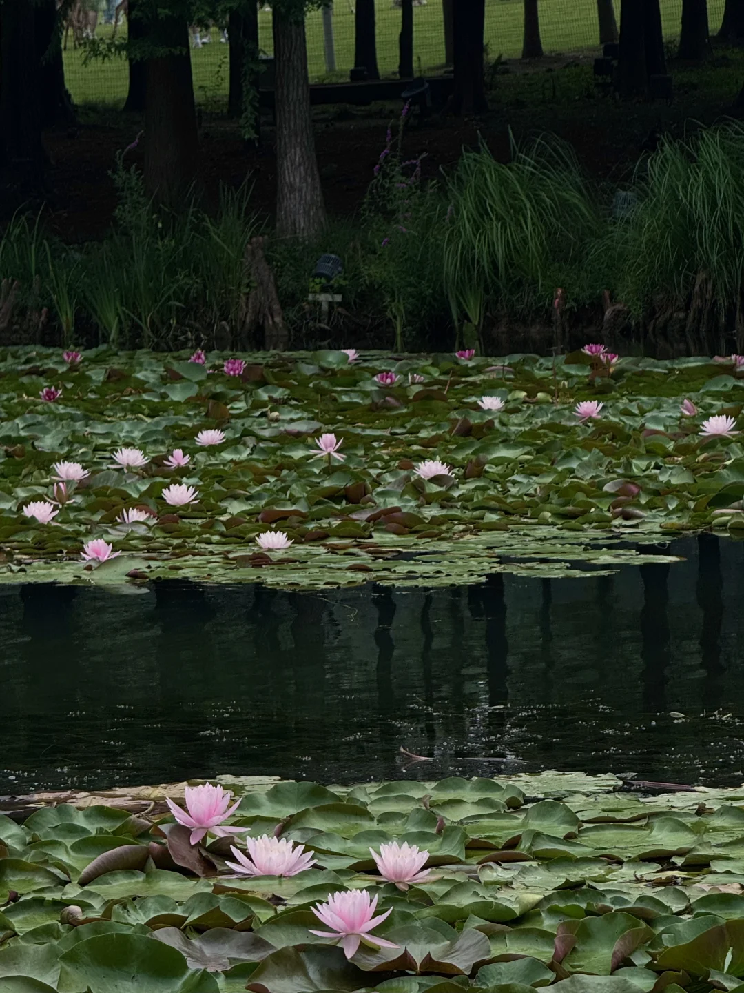 南京是个巨大的绿色能量场🍃