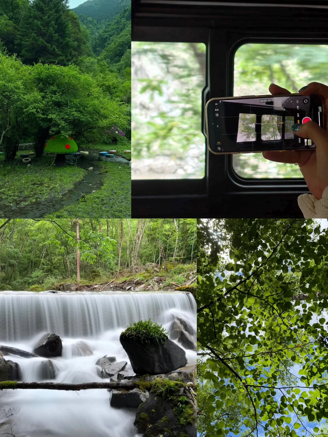 茂县 | | 叠溪松坪沟
