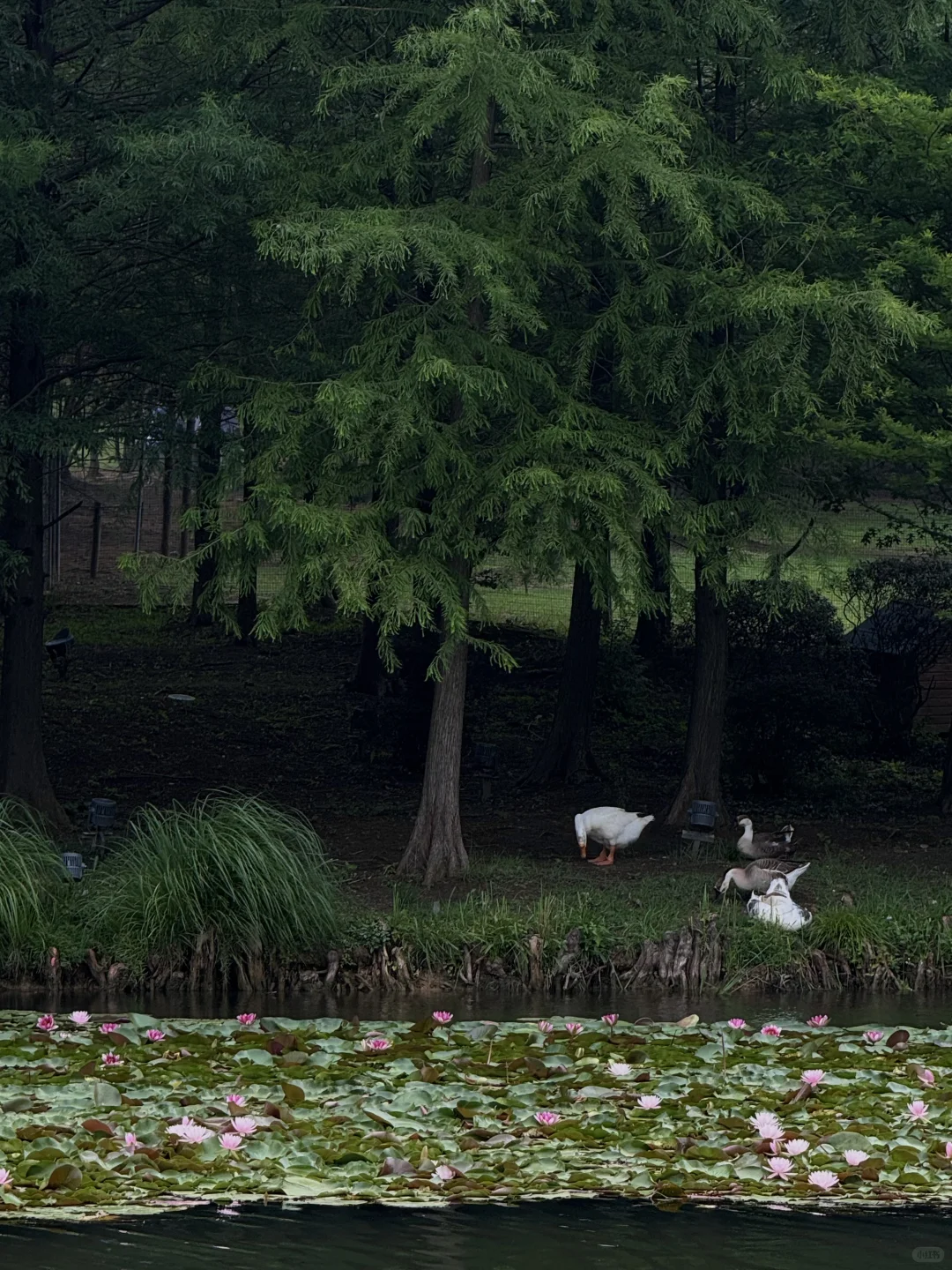 南京是个巨大的绿色能量场🍃
