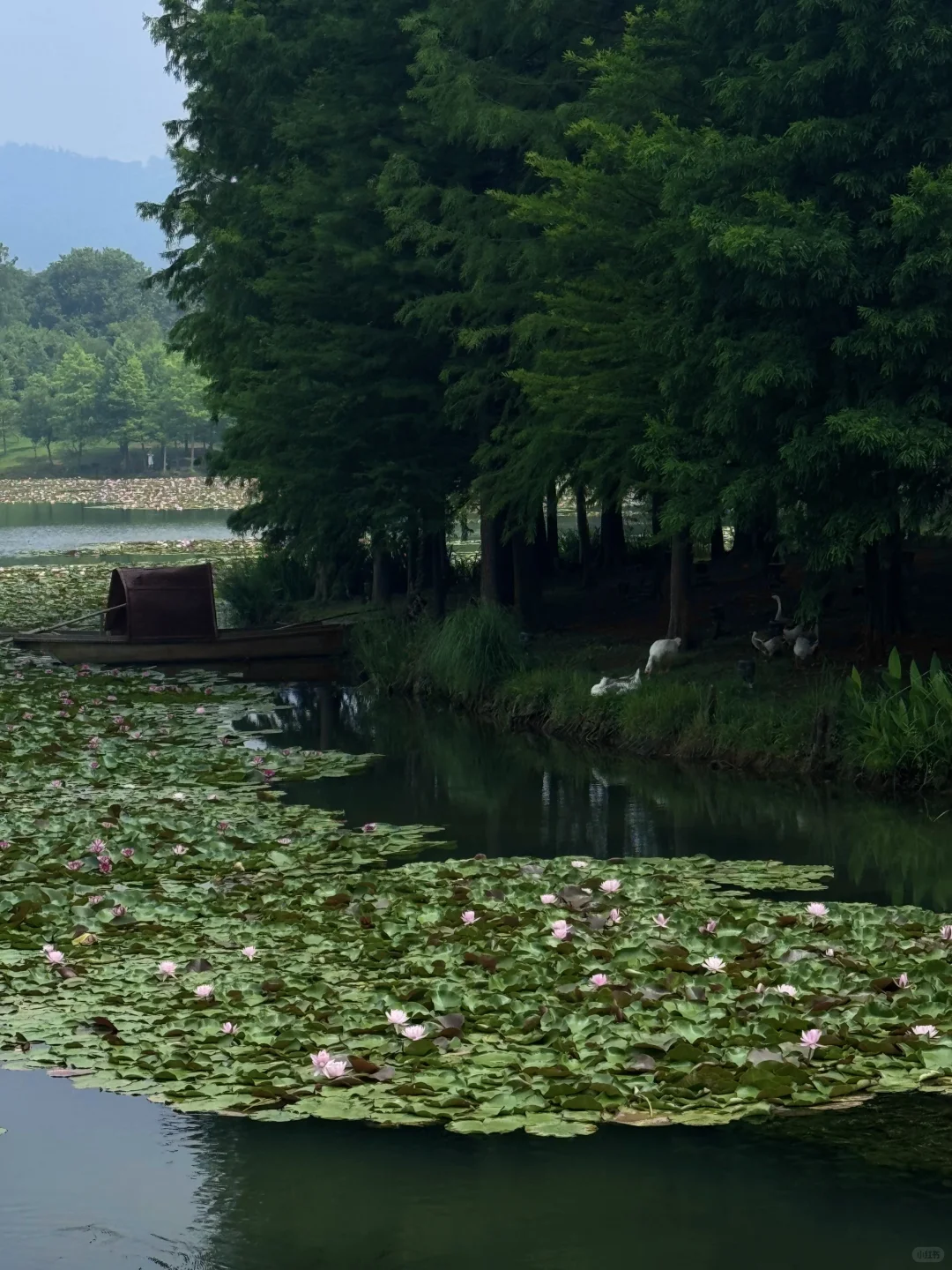 南京是个巨大的绿色能量场🍃