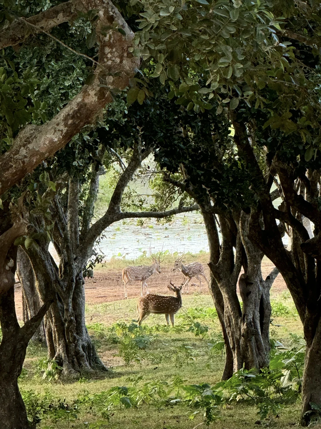 斯里兰卡🇱🇰yala国家动物园
