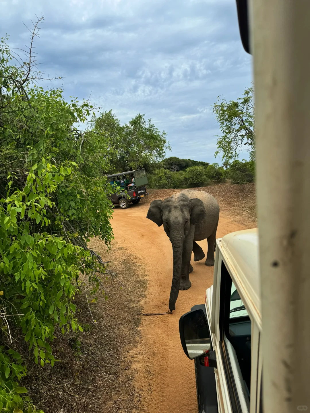 斯里兰卡🇱🇰yala国家动物园