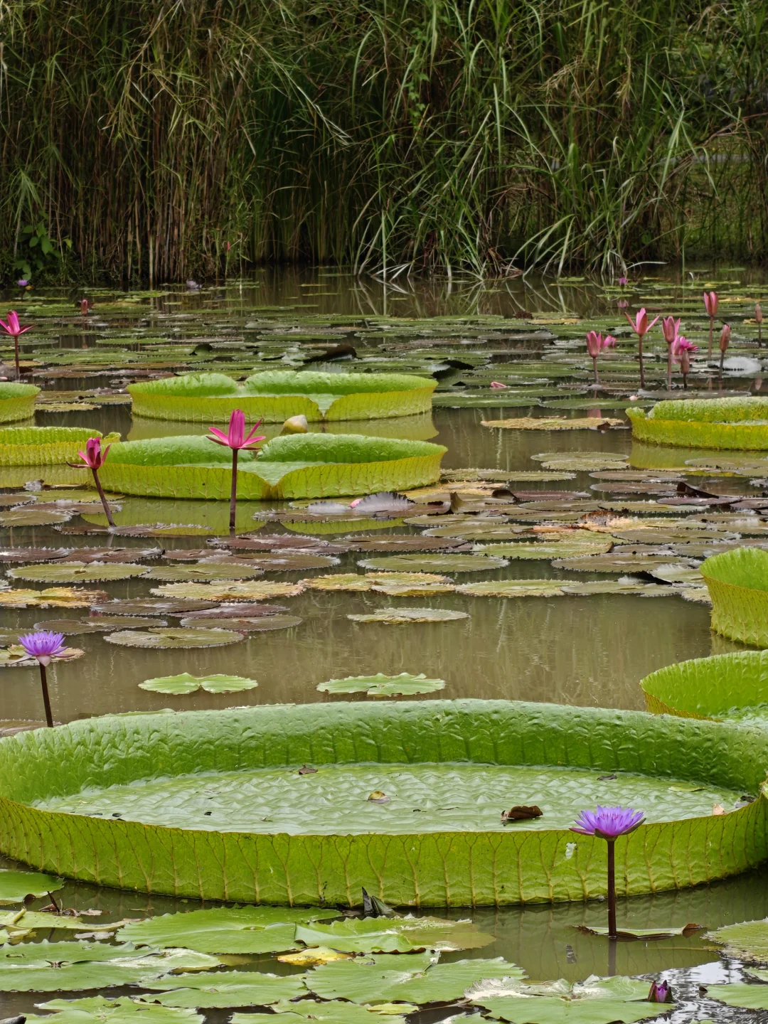 22km用脚丈量西双版纳热带植物园