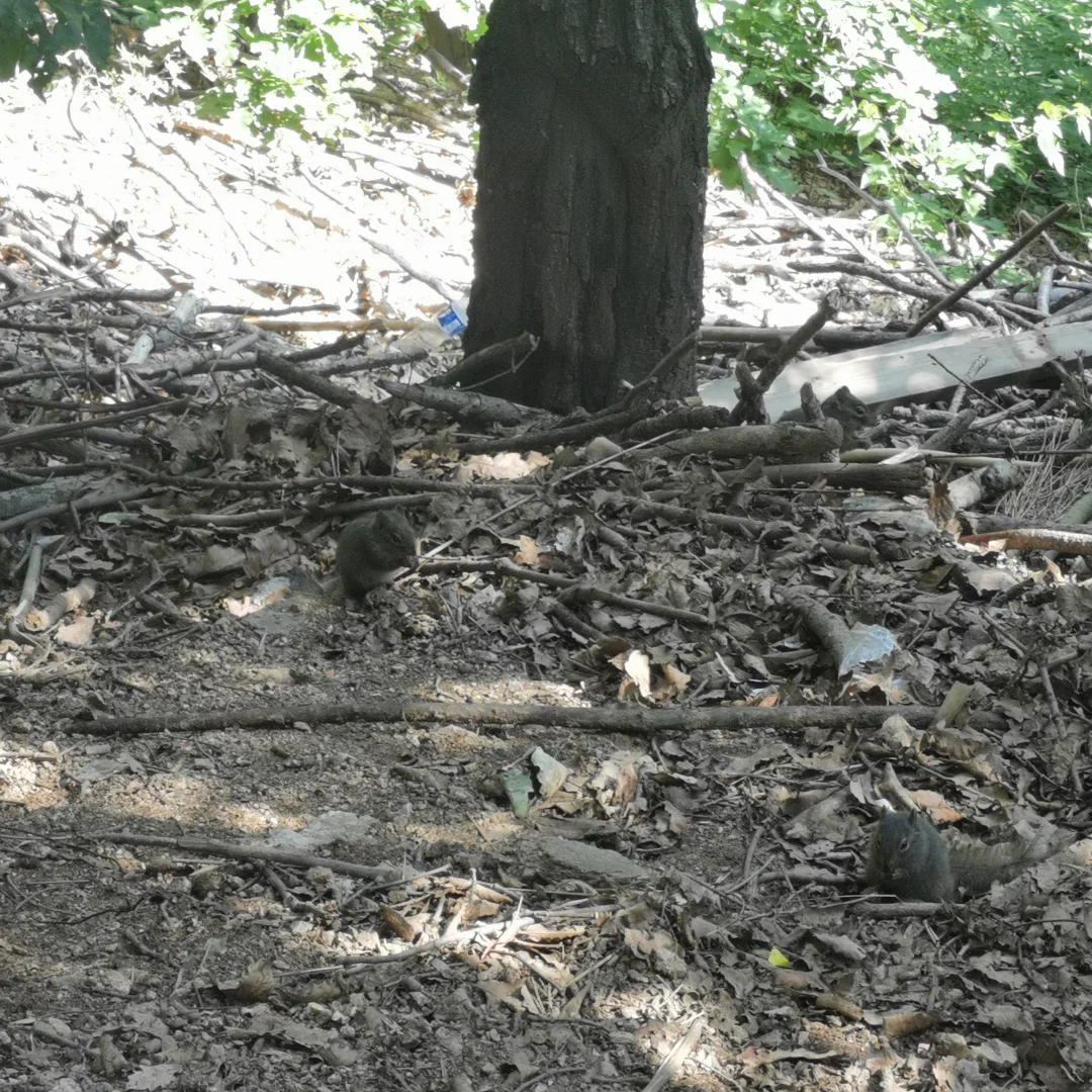 🌲 天津出发！带老小自驾避暑仙境🥰