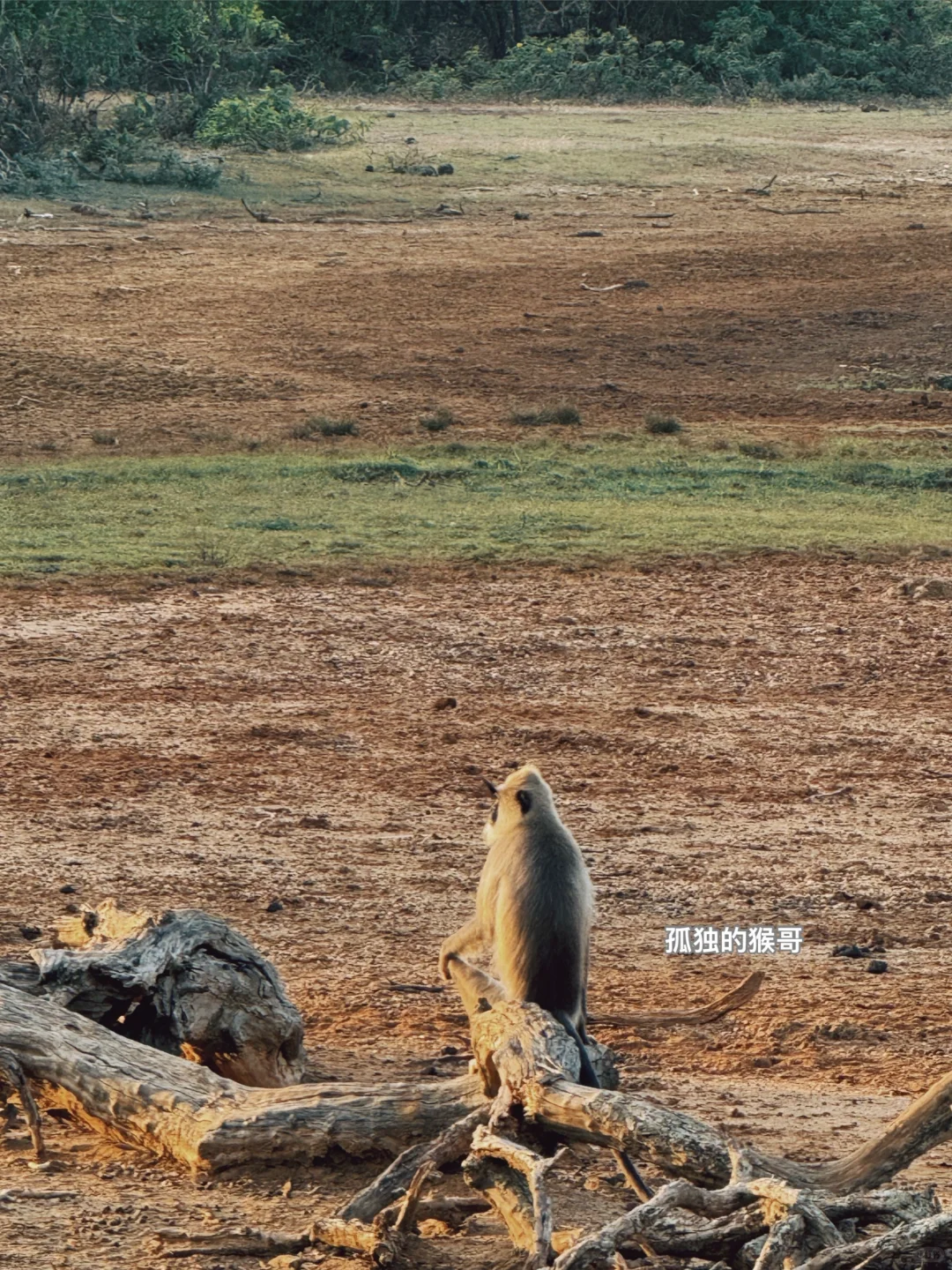 斯里兰卡🇱🇰yala国家动物园