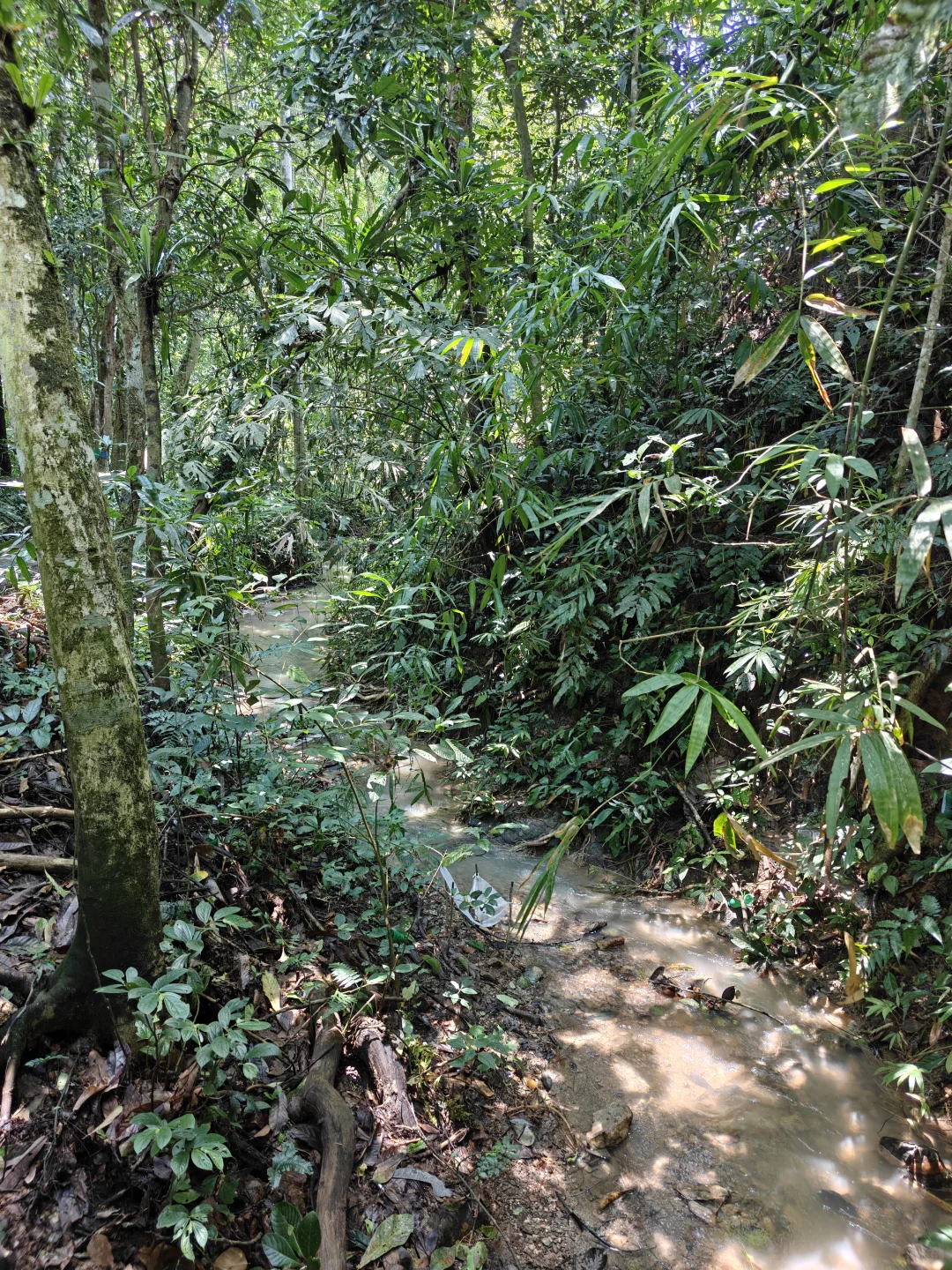 22km用脚丈量西双版纳热带植物园