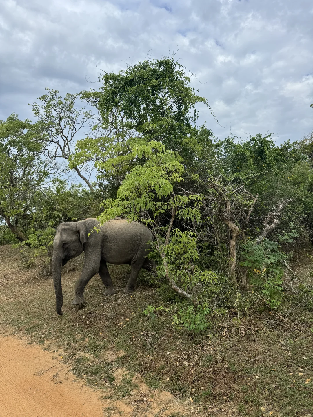 斯里兰卡🇱🇰yala国家动物园