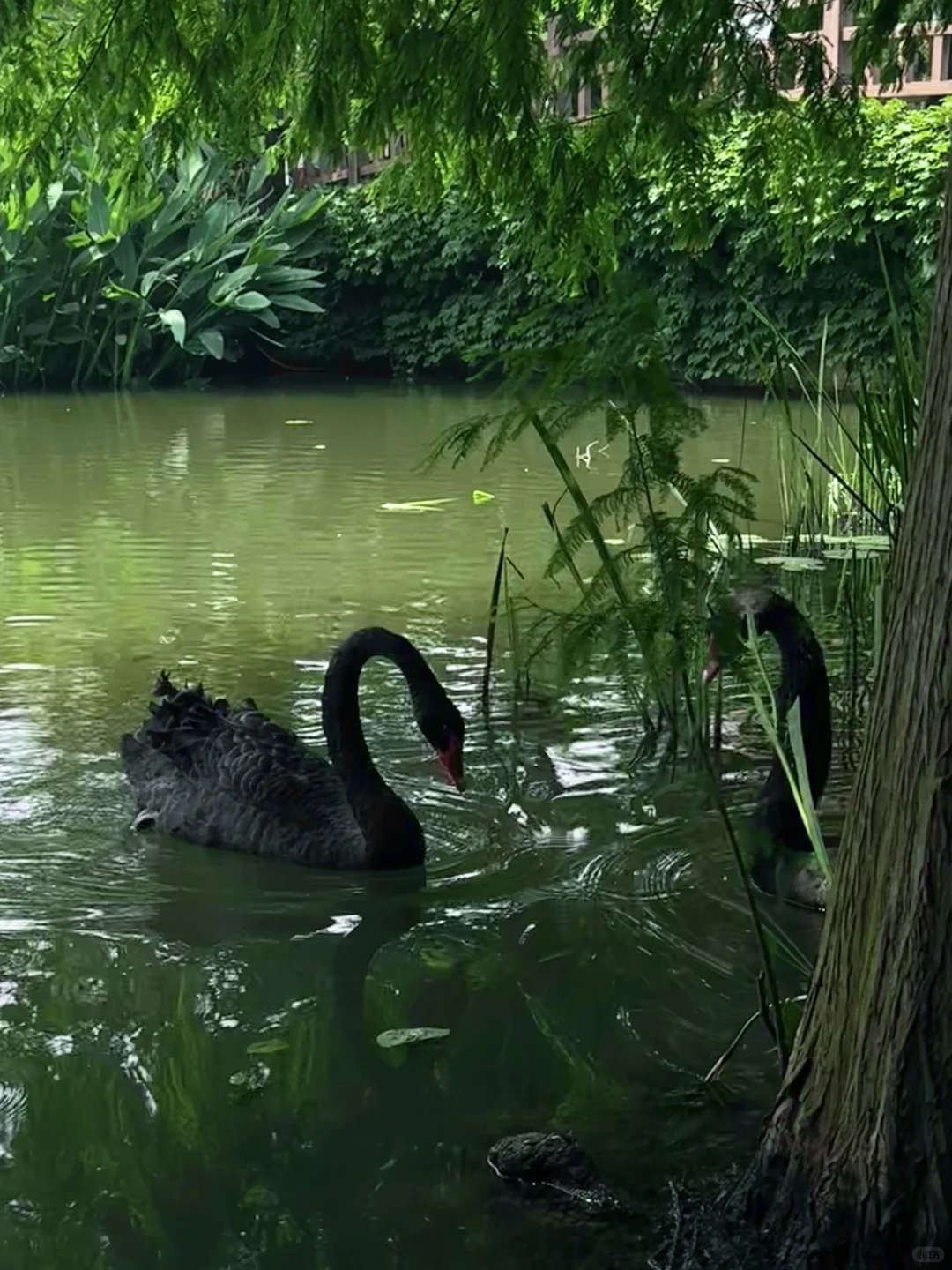 南京是个巨大的绿色能量场🍃