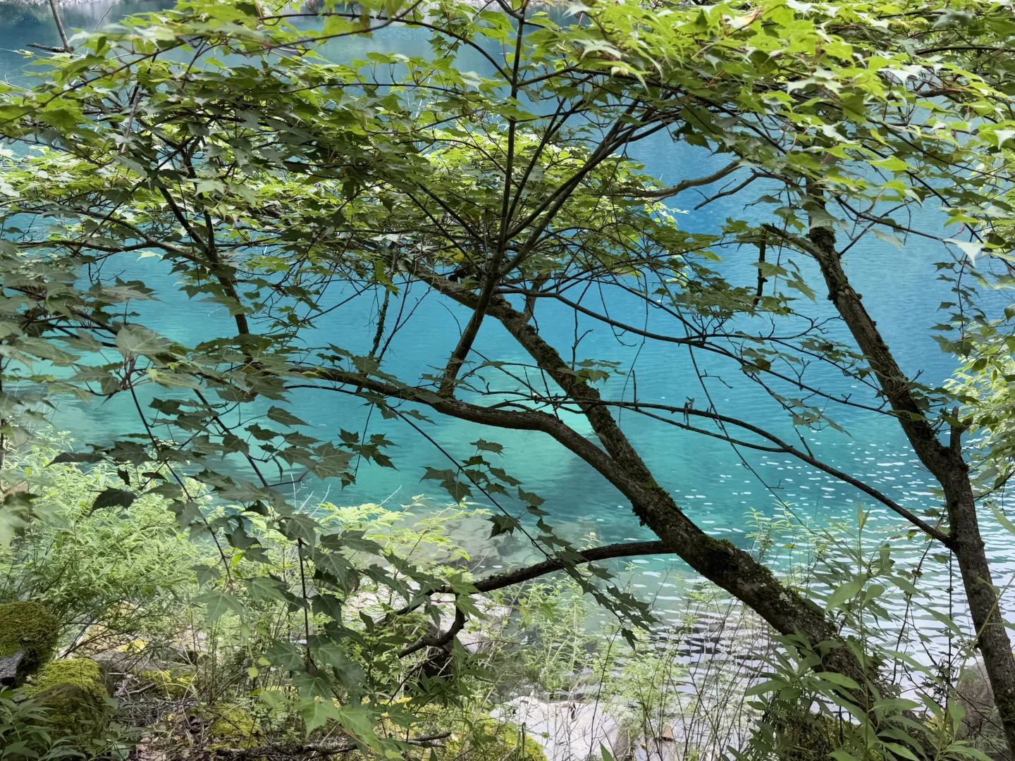 茂县 | | 叠溪松坪沟