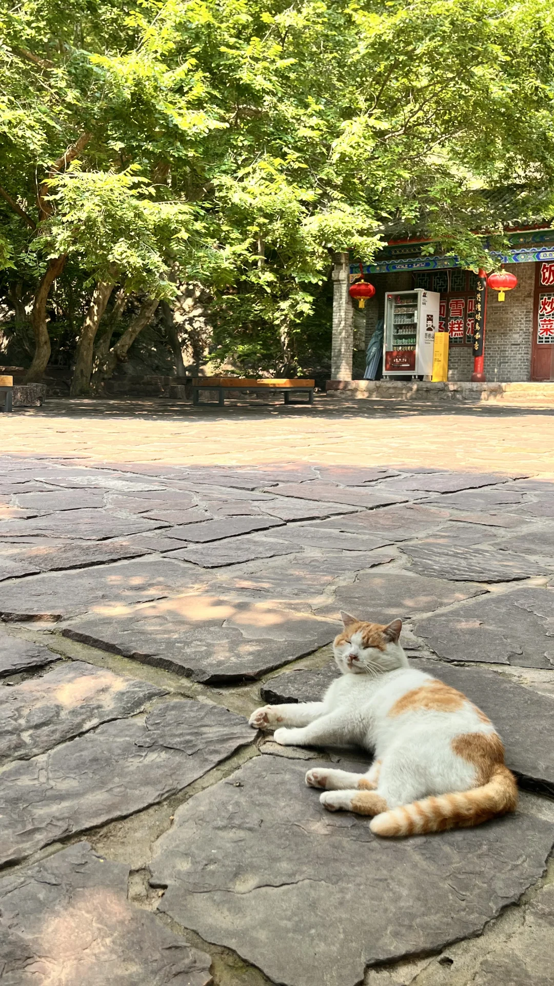 赵县出发井陉苍岩山一日游