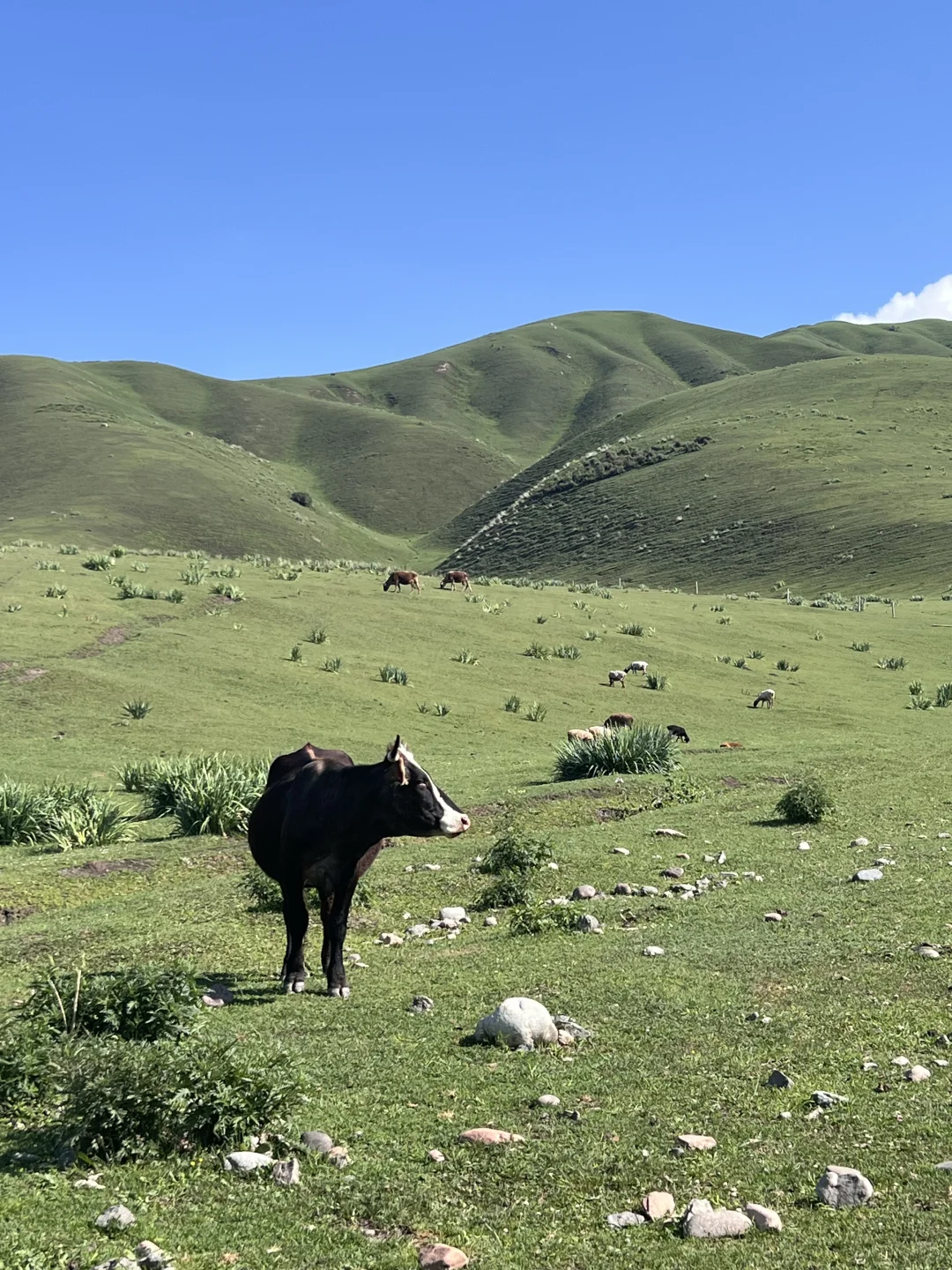 6月24日 那拉提 ~ 新疆游