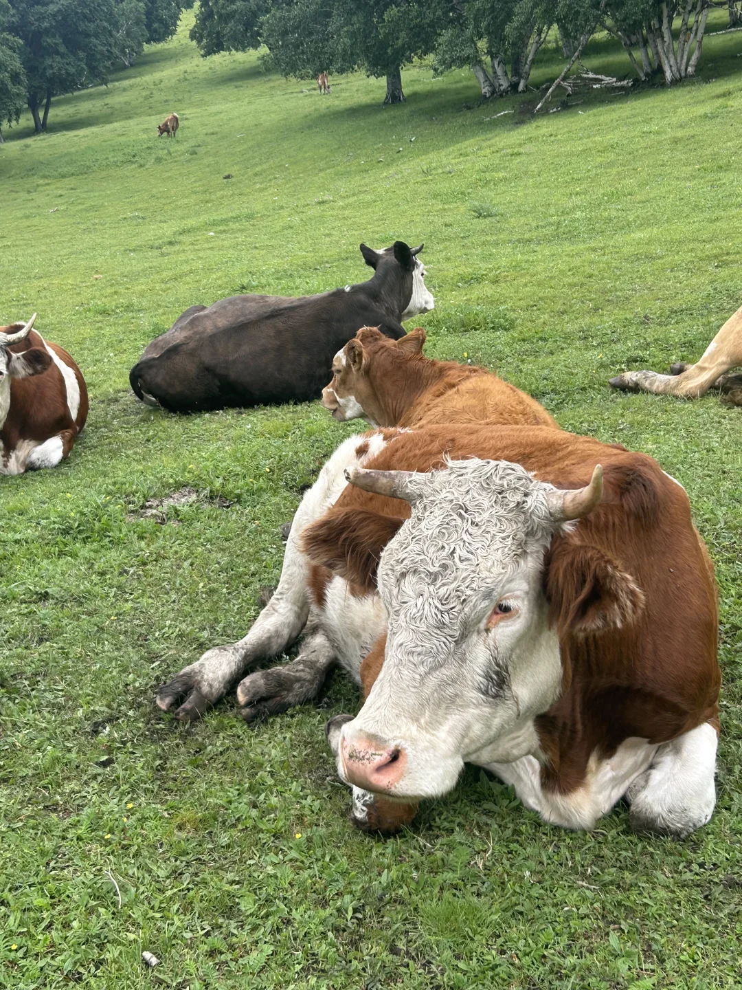 大青山 不迷信天气预报