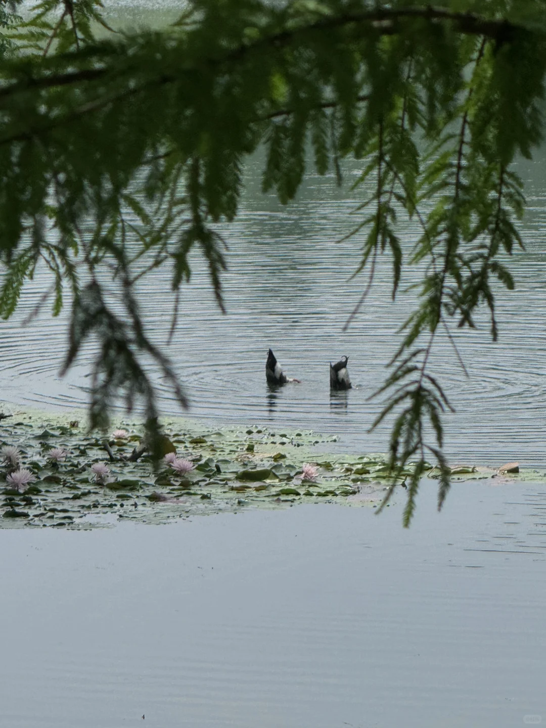 南京是个巨大的绿色能量场🍃