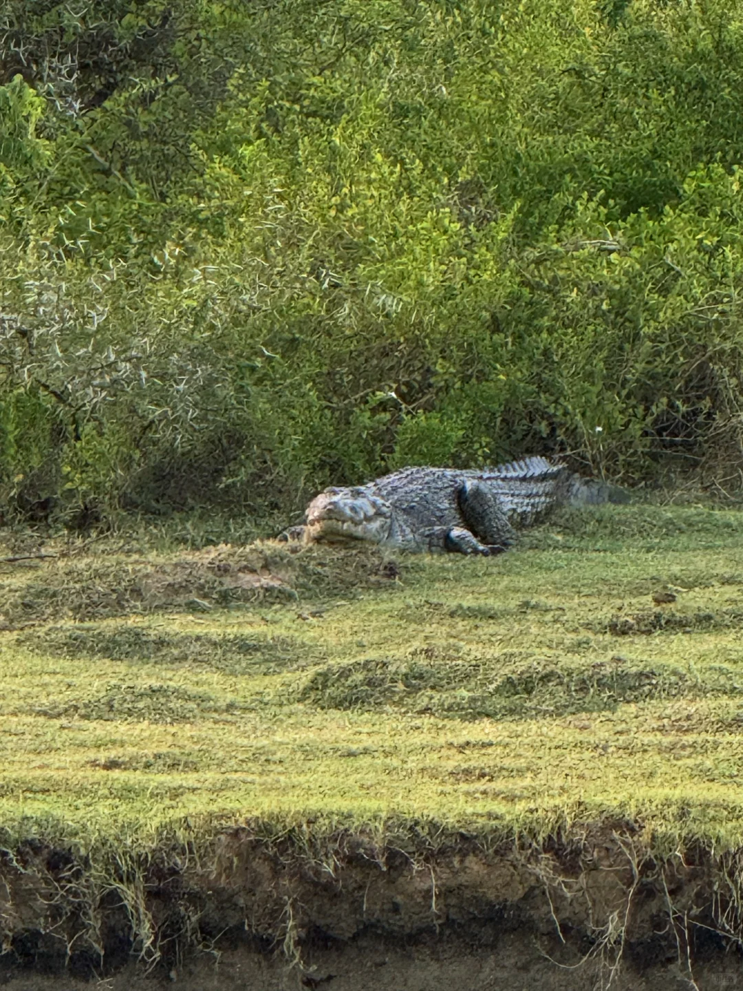 斯里兰卡🇱🇰yala国家动物园