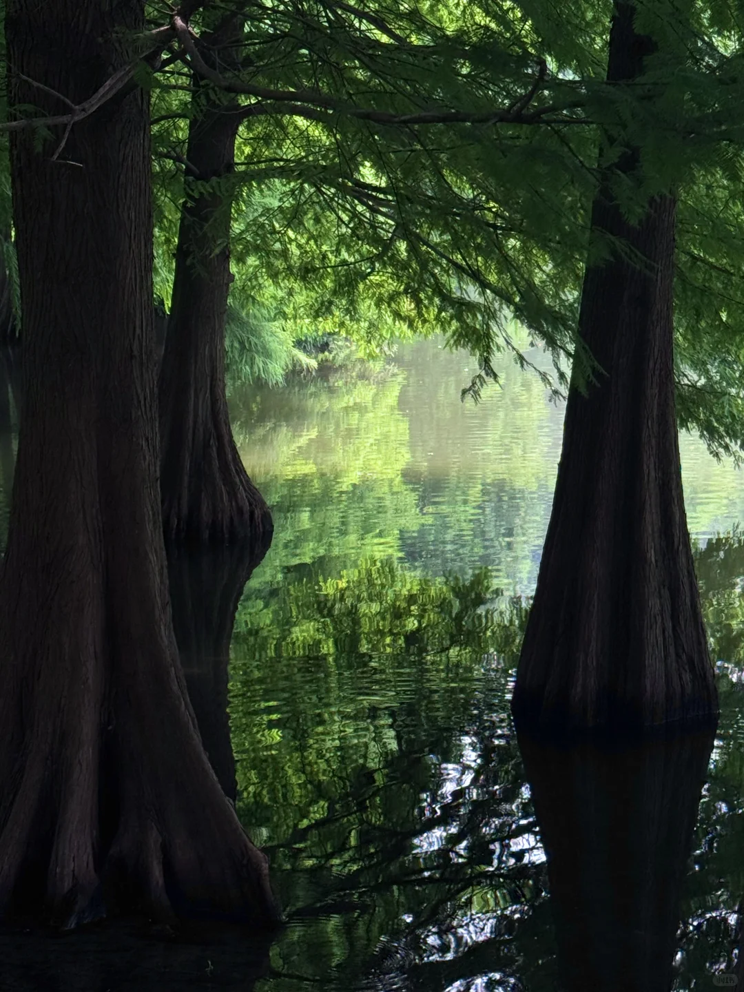 南京是个巨大的绿色能量场🍃