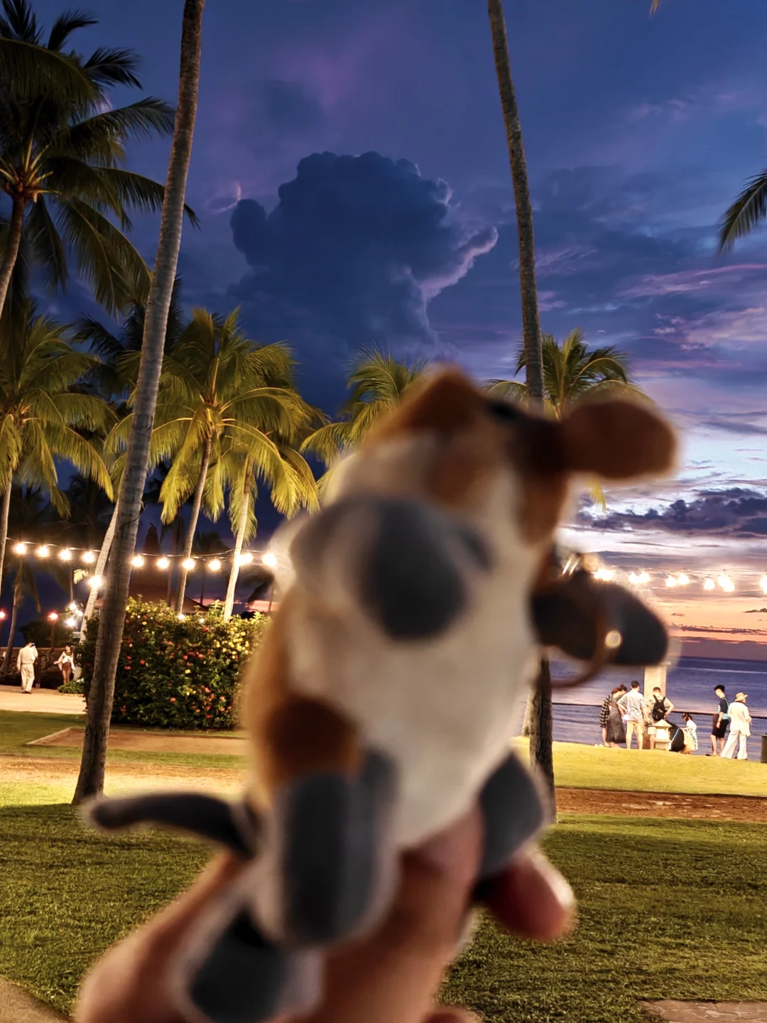 亚庇日落6.16豪赌成功，不愧为世界第三大！