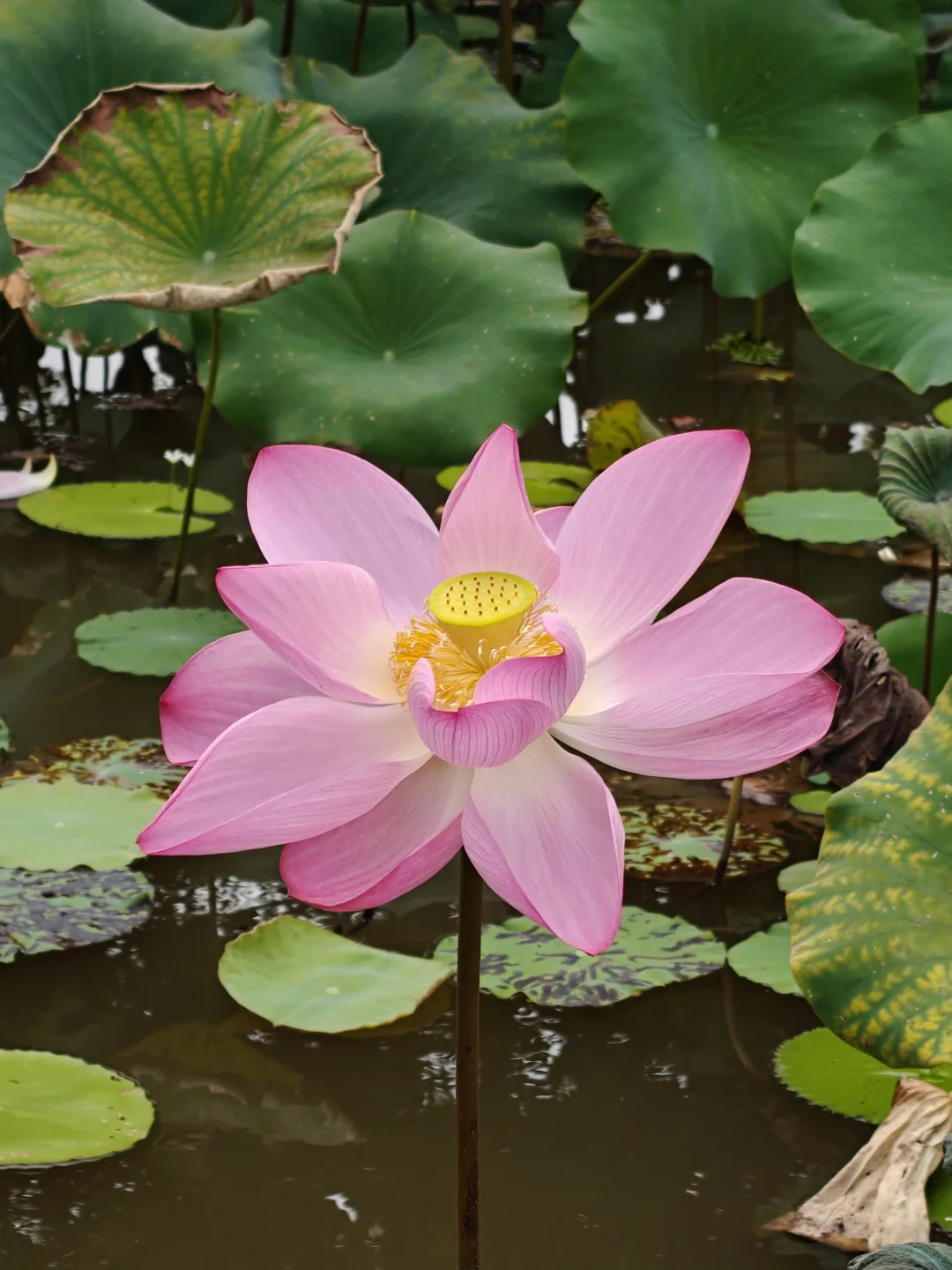 22km用脚丈量西双版纳热带植物园