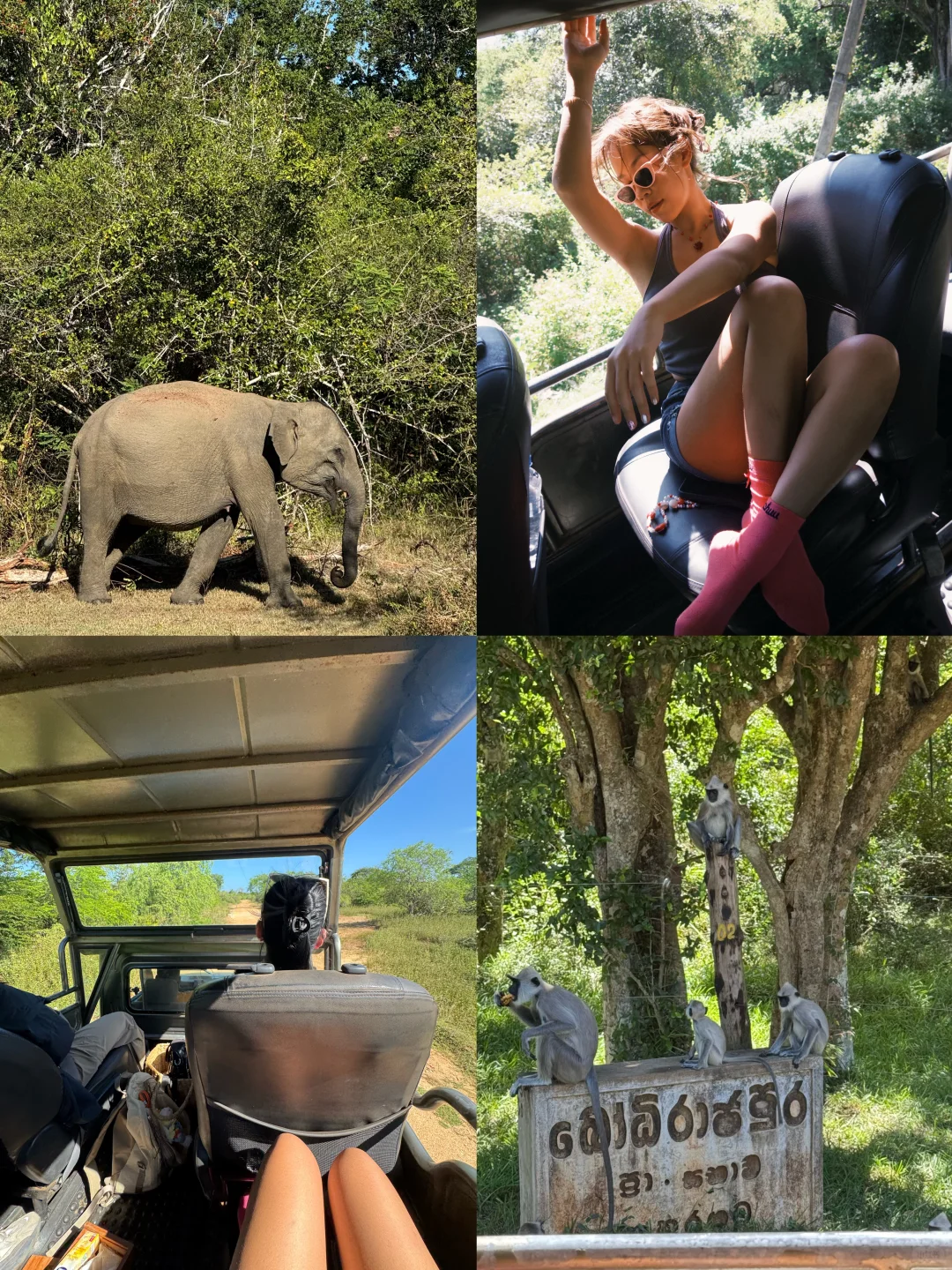 斯里兰卡🇱🇰8天环岛游攻略🧳人均4k！