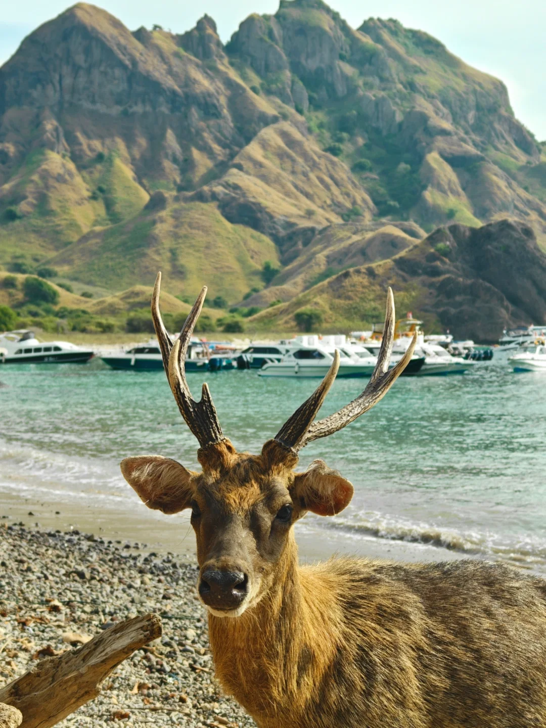 孤独星球这一页⛰️🦌 | 印尼8天7晚攻略