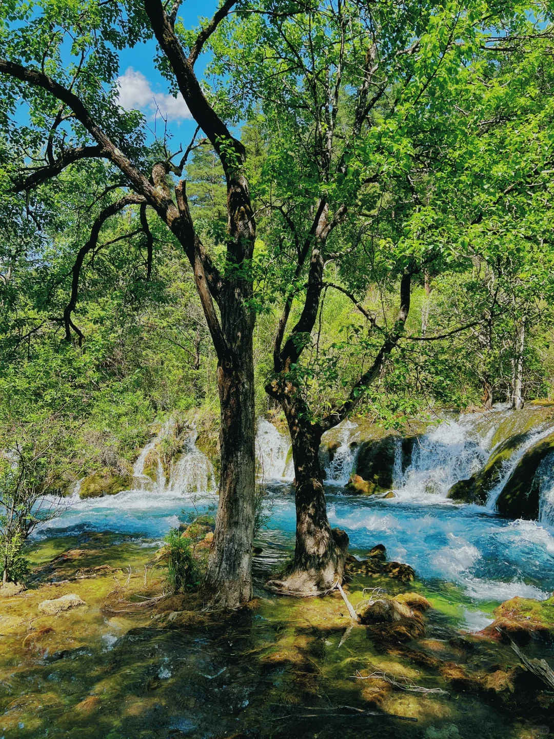 九寨沟一日游‼️精华景点亲测不走回头路