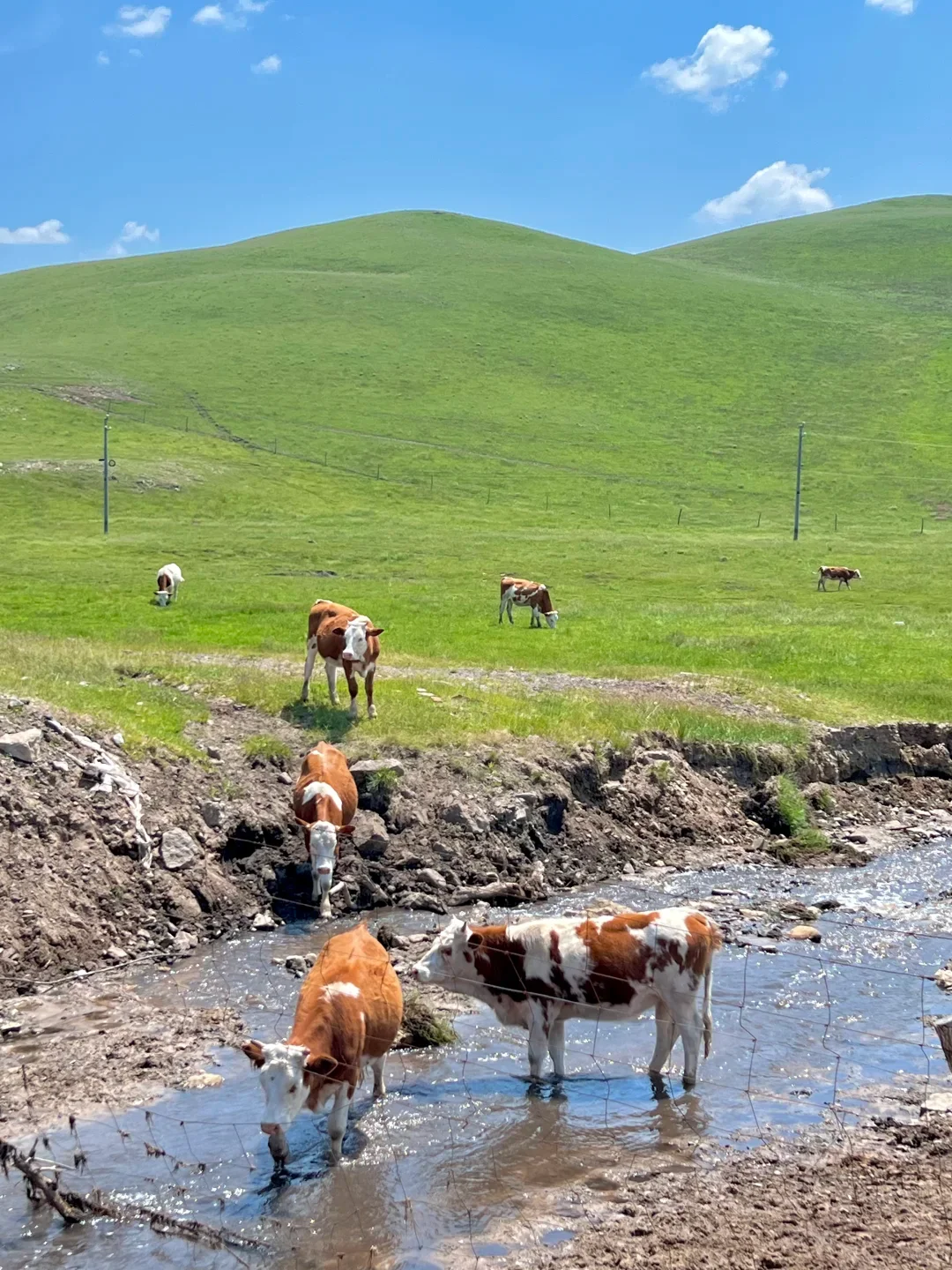 北戴河乌兰布统已回，😭能劝一个是一个…