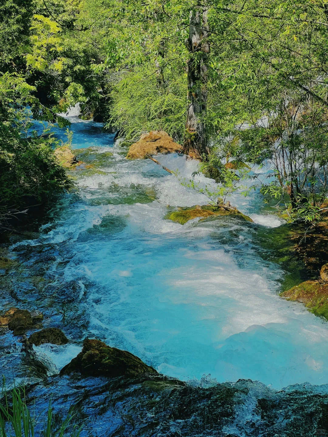 九寨沟一日游‼️精华景点亲测不走回头路