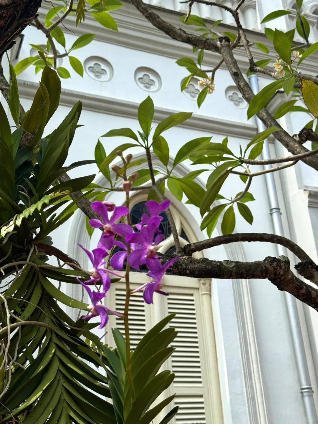 新加坡的人生照片诞生了!!天气太棒啦⛲🌴️🩵