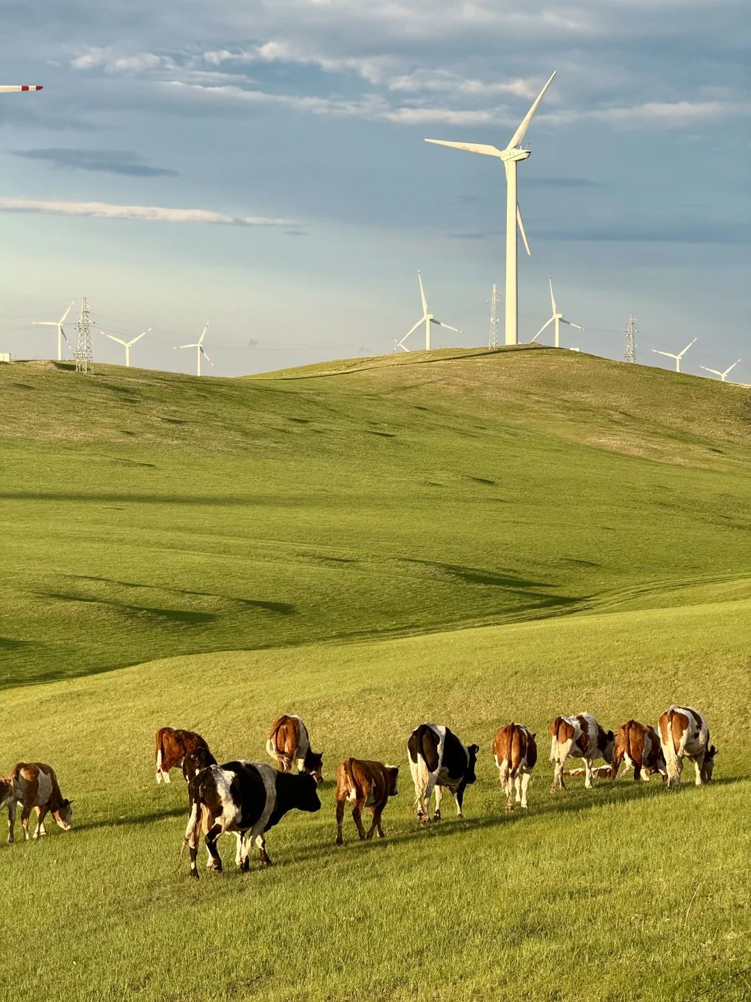 live|在呼伦贝尔实现了草原的尽头看大海~