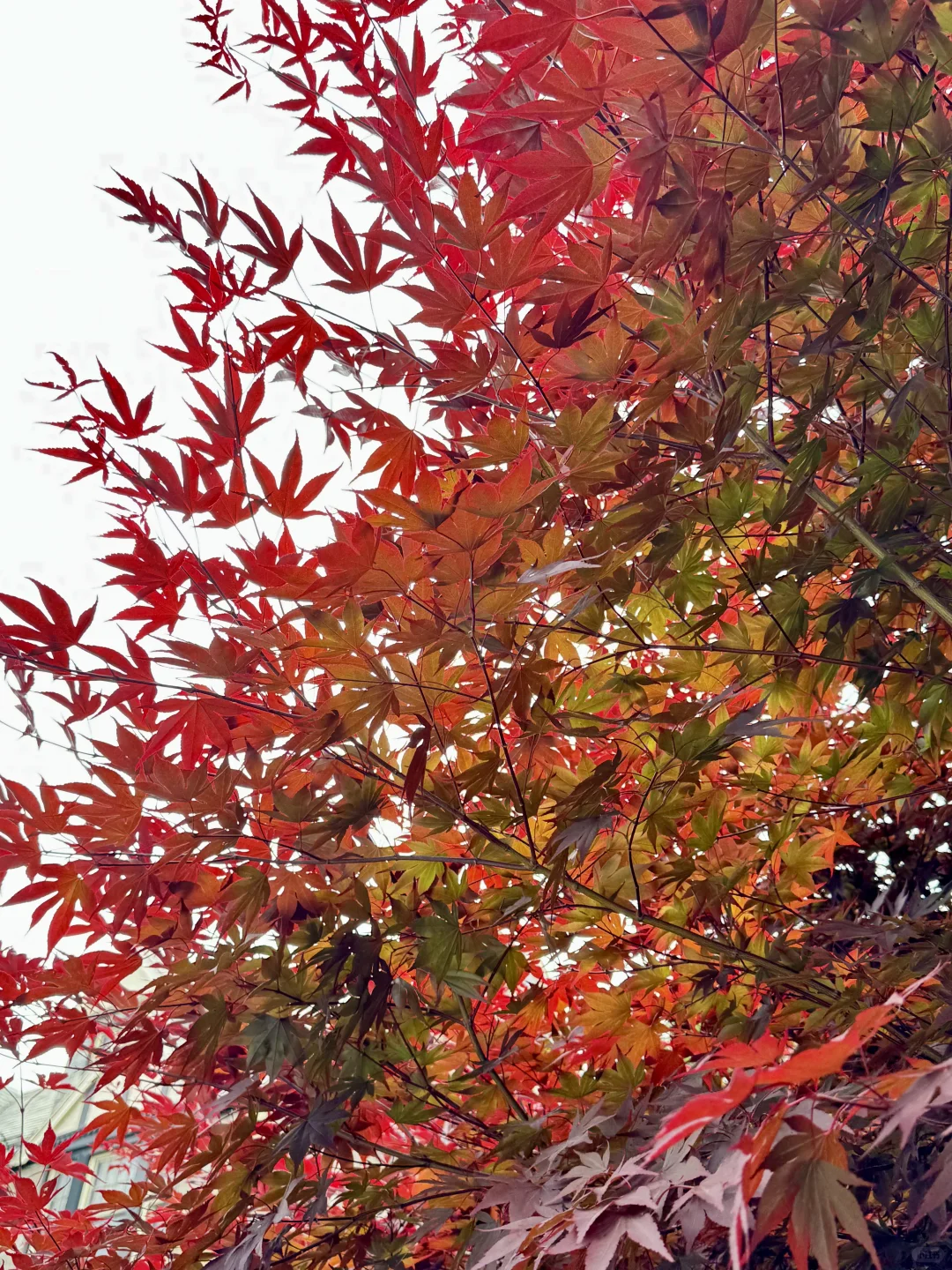 记录夏天的加拿大🇨🇦多伦多➡️蒙特利尔