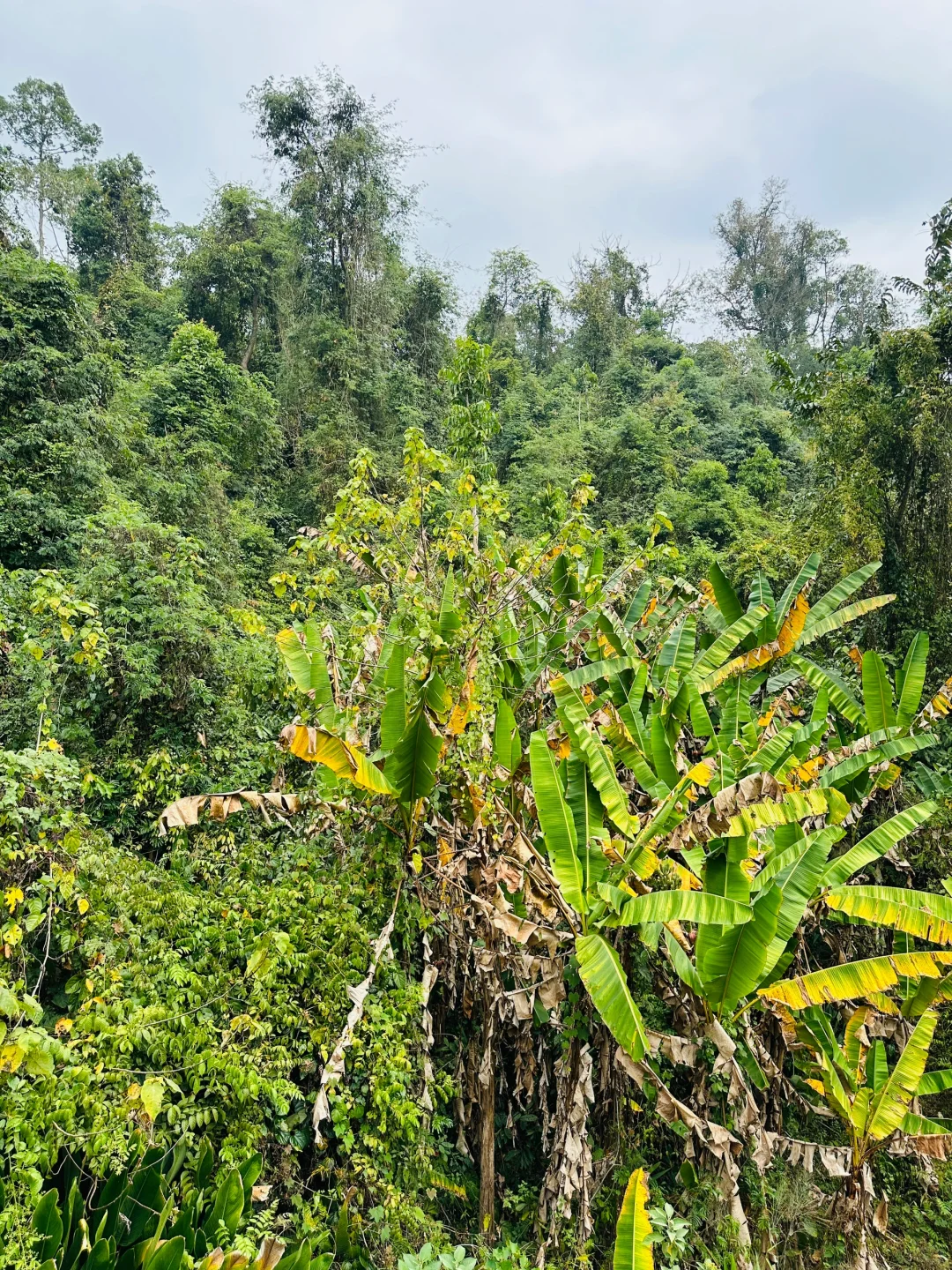 版纳哪里值得去?必推望天树景区!有优惠谨记